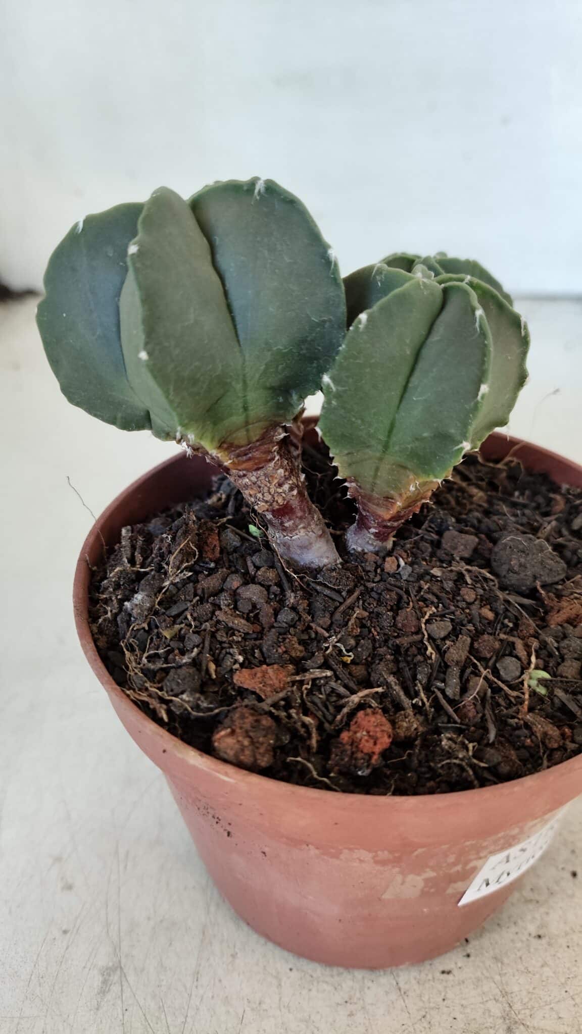 ASTROPHYTUM MYRIOSTIGMA Nº 1025 – vaso 11