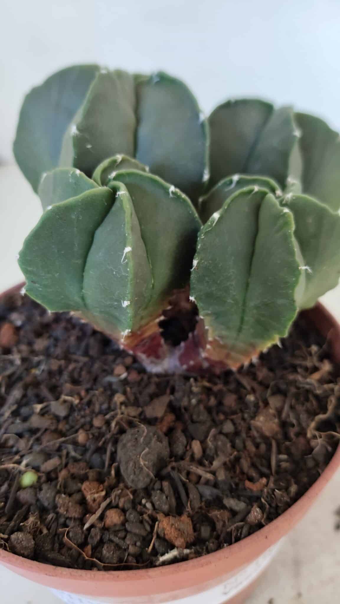 ASTROPHYTUM MYRIOSTIGMA Nº 1025 – vaso 11