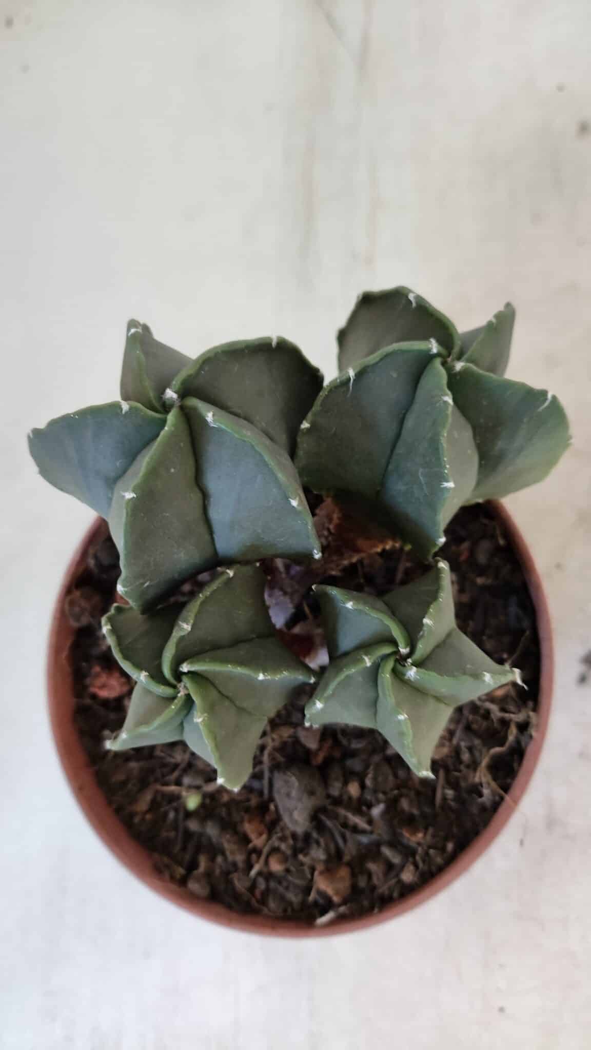 ASTROPHYTUM MYRIOSTIGMA Nº 1025 – vaso 11