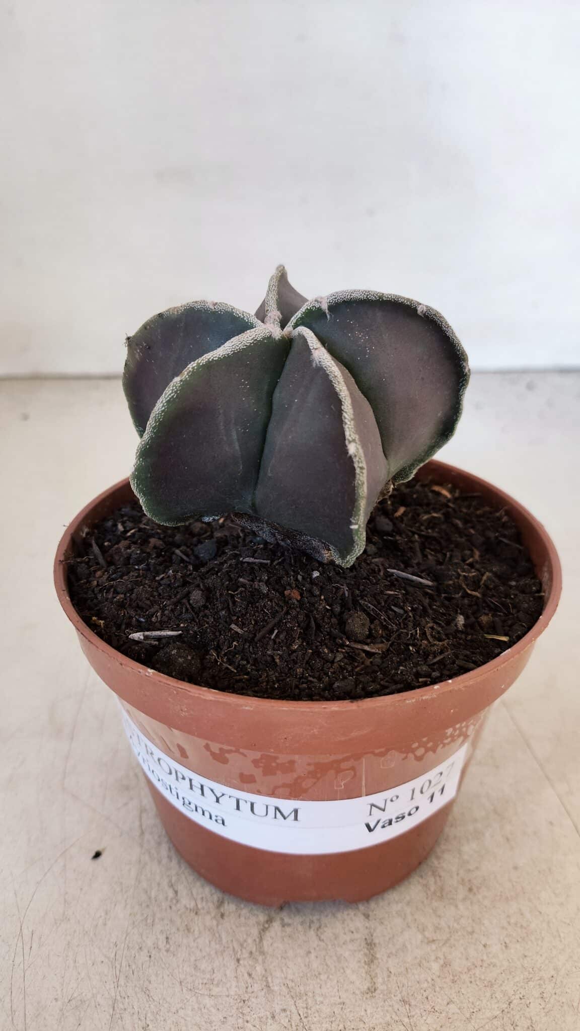 ASTROPHYTUM MYRIOSTIGMA Nº 1027 – vaso 11