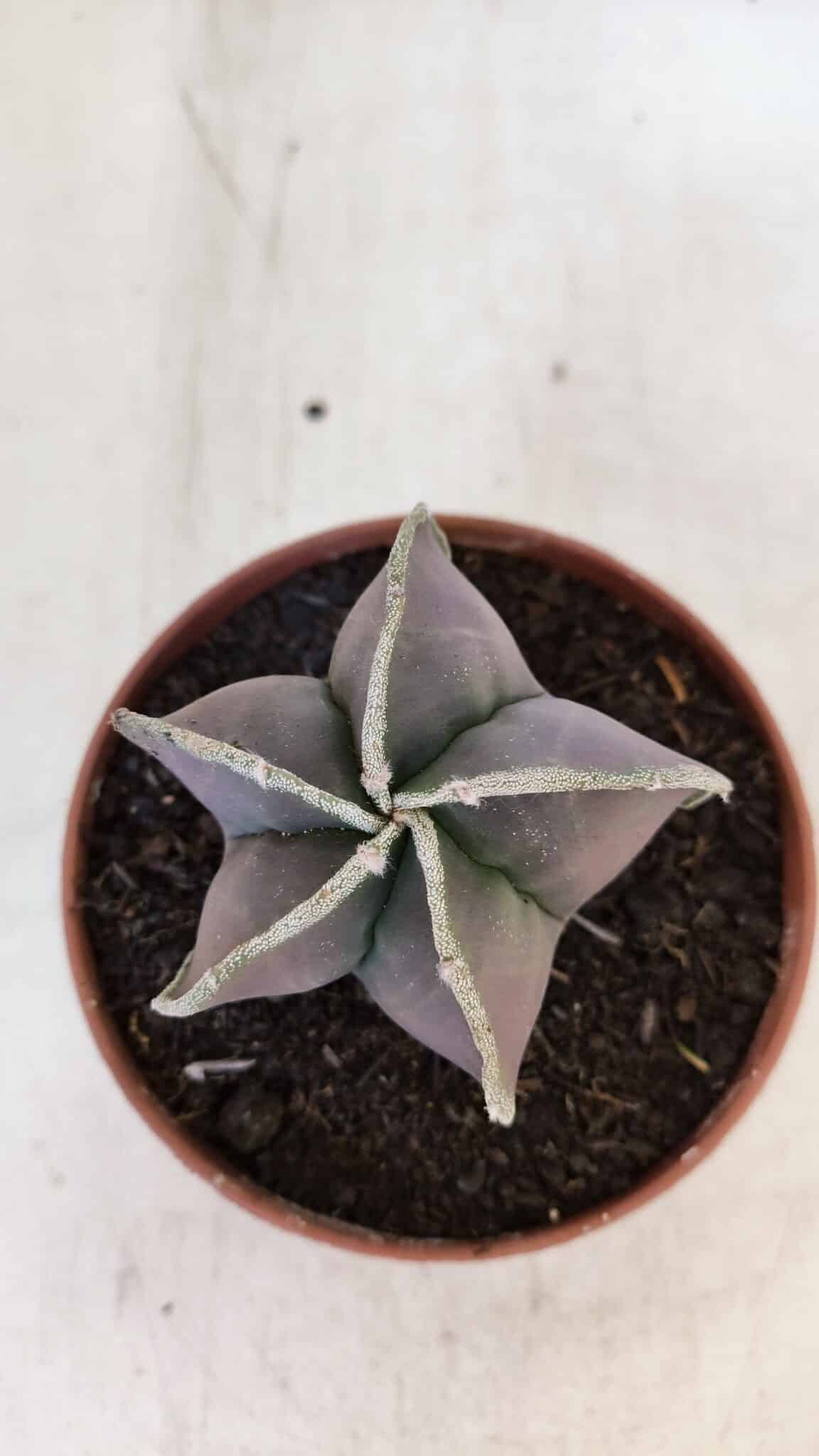 ASTROPHYTUM MYRIOSTIGMA Nº 1027 – vaso 11
