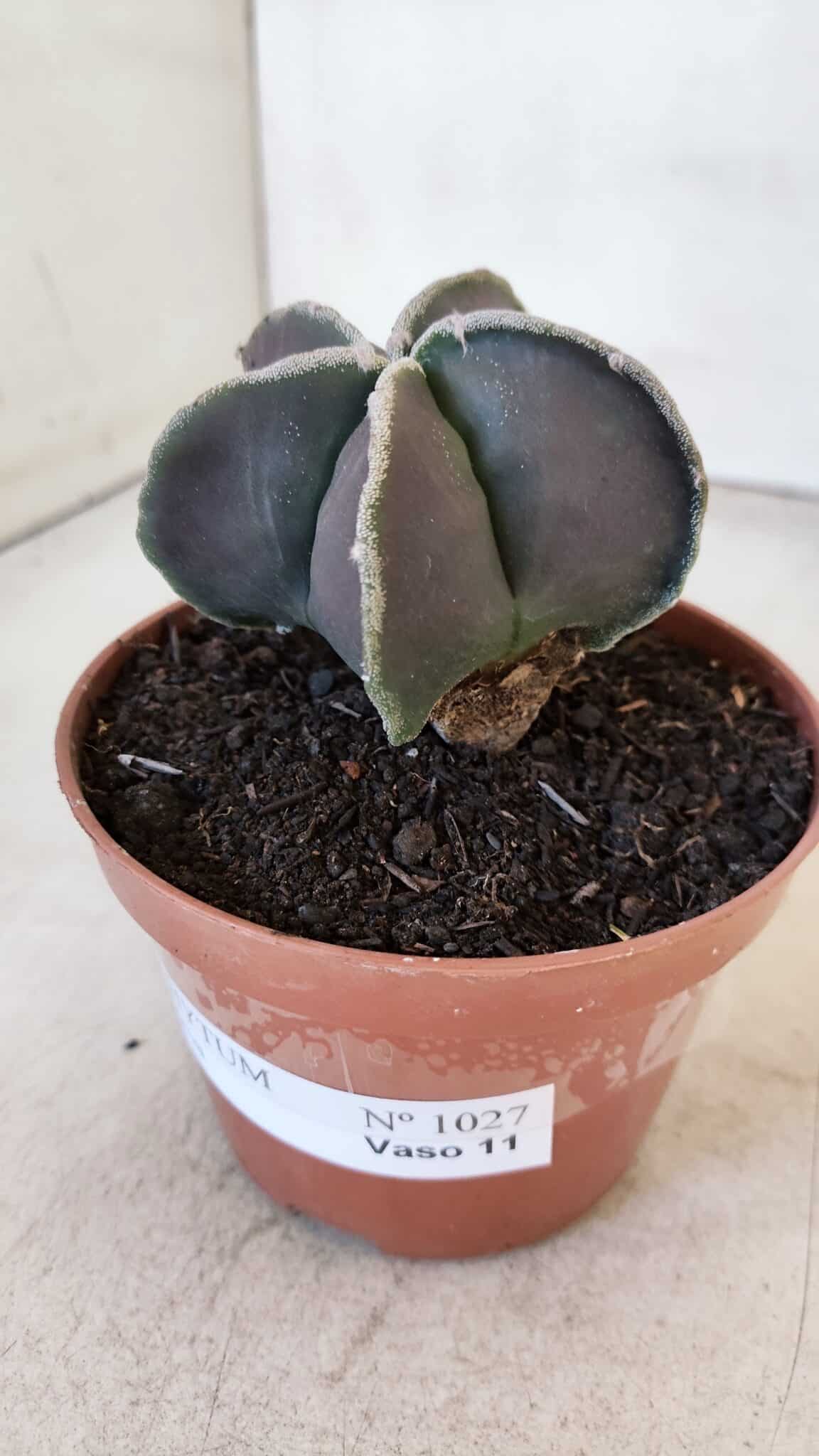 ASTROPHYTUM MYRIOSTIGMA Nº 1027 – vaso 11