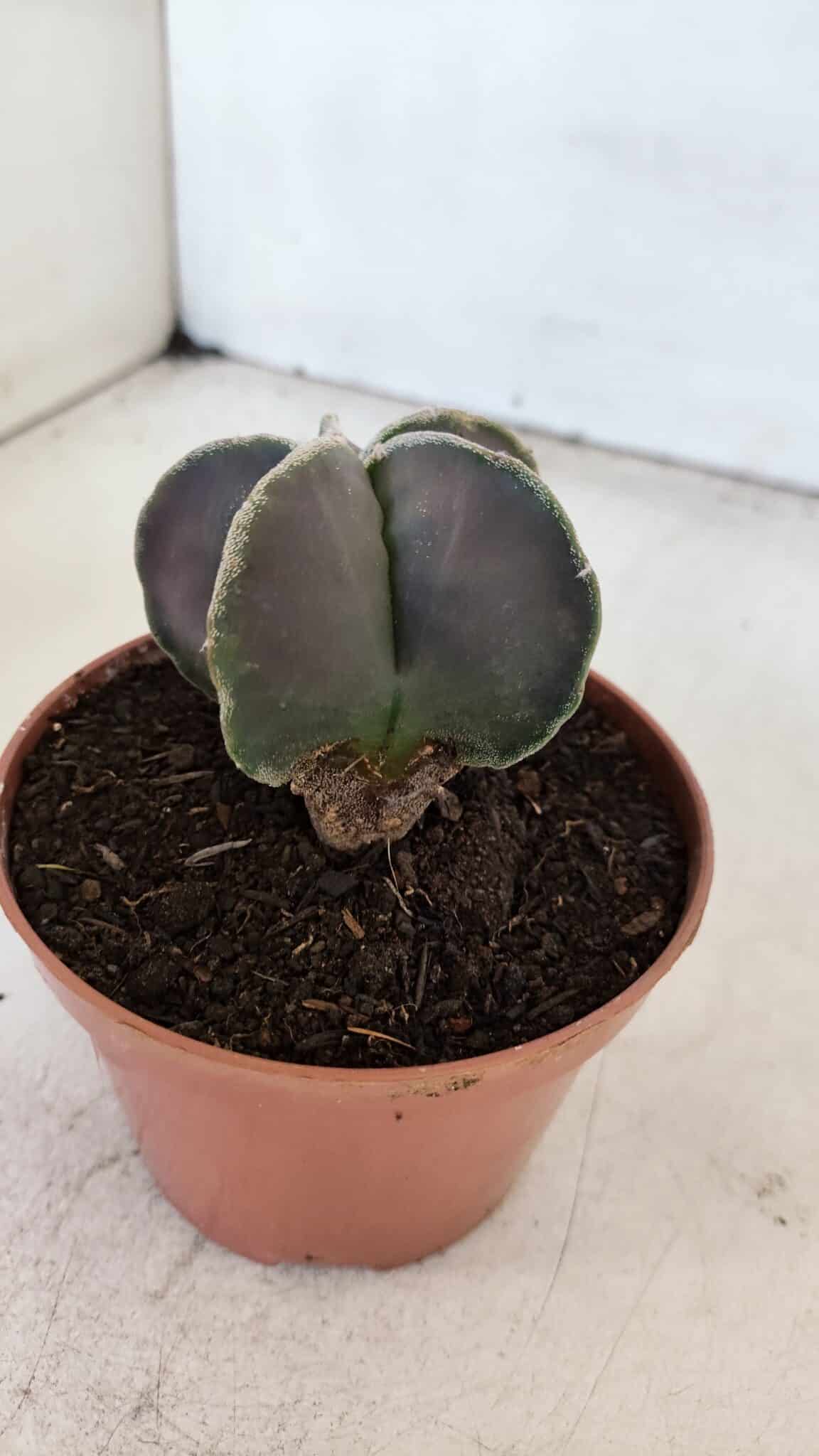 ASTROPHYTUM MYRIOSTIGMA Nº 1027 – vaso 11