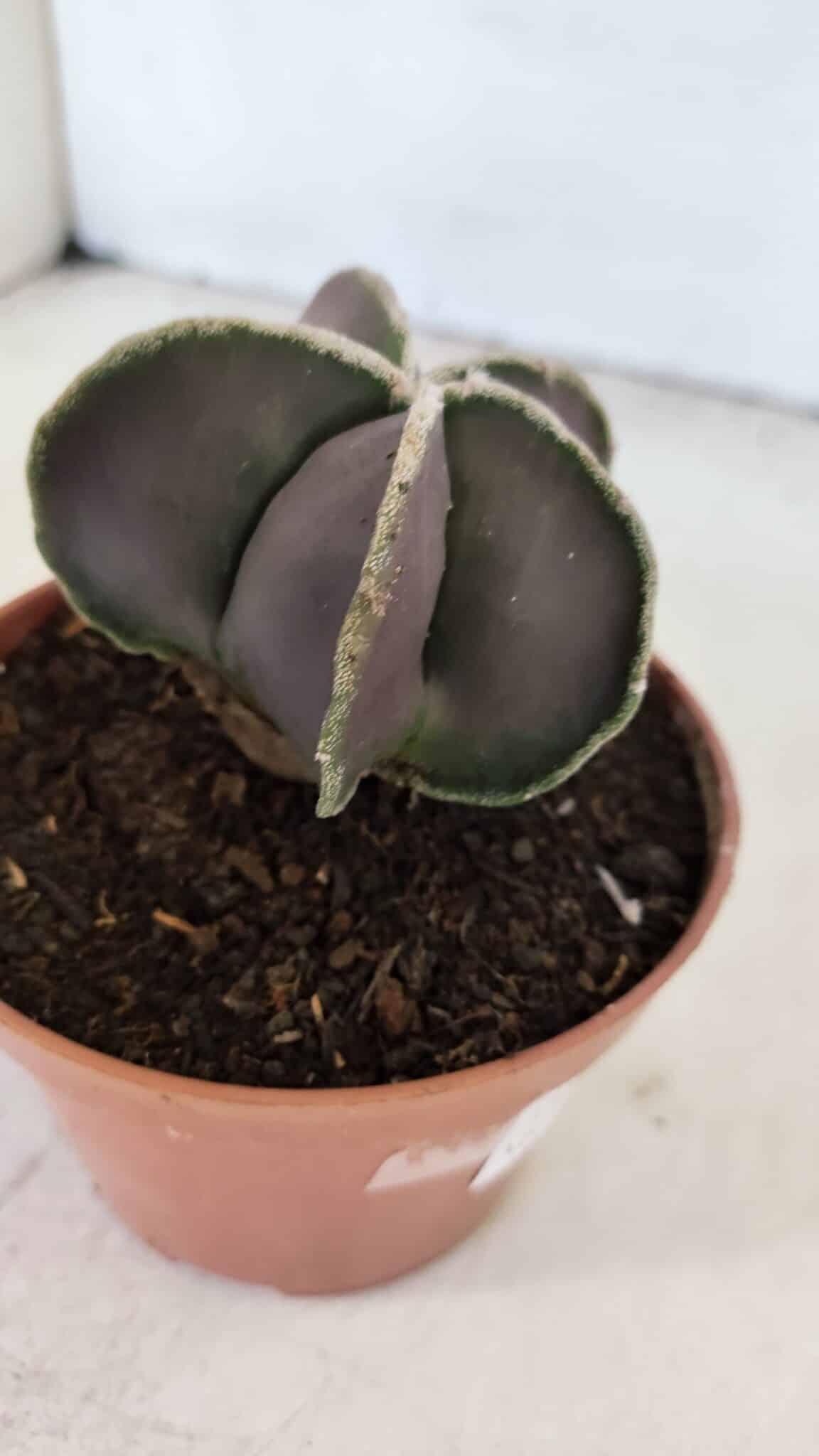 ASTROPHYTUM MYRIOSTIGMA Nº 1027 – vaso 11