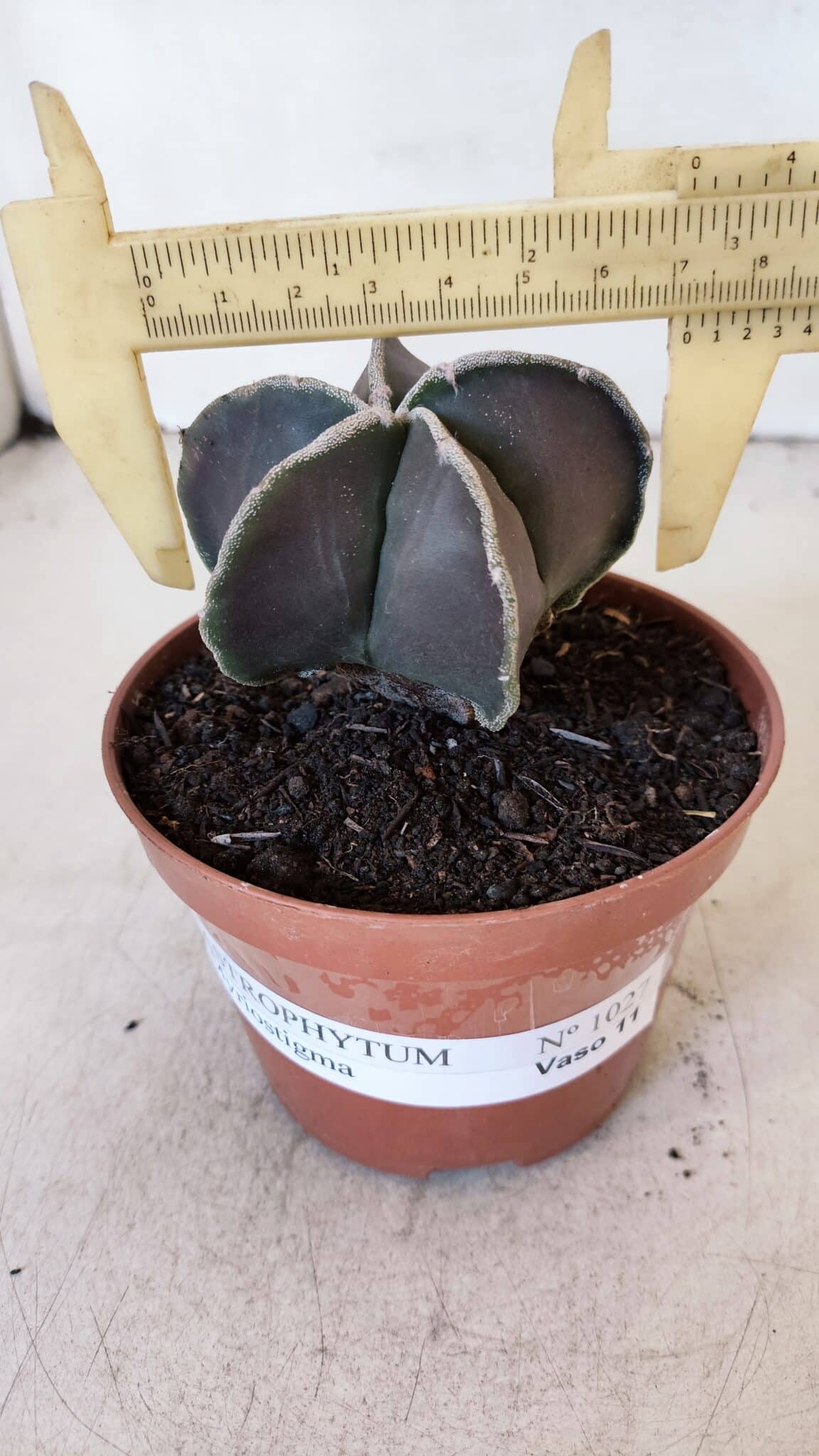 ASTROPHYTUM MYRIOSTIGMA Nº 1027 – vaso 11