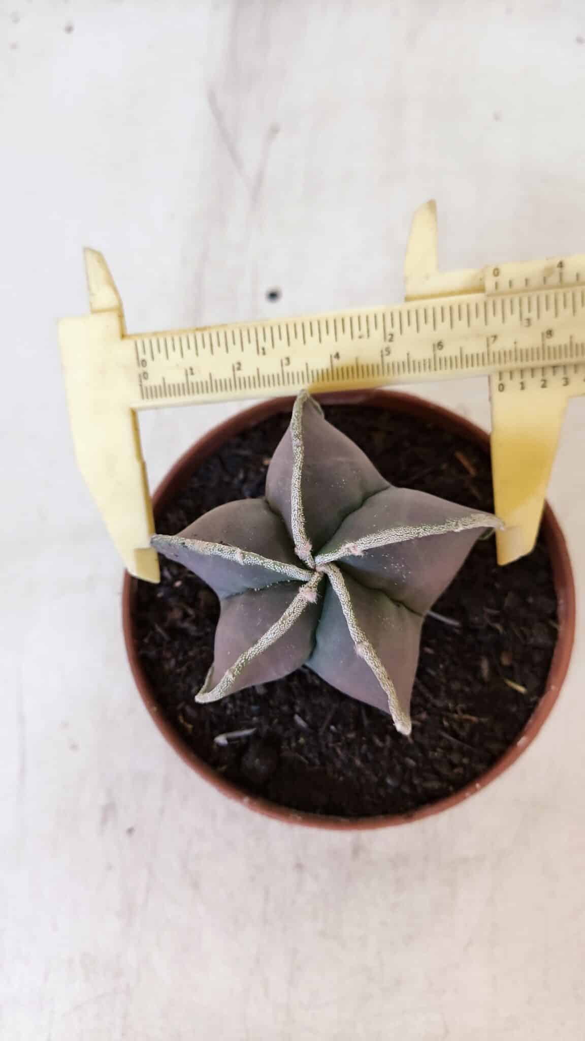 ASTROPHYTUM MYRIOSTIGMA Nº 1027 – vaso 11