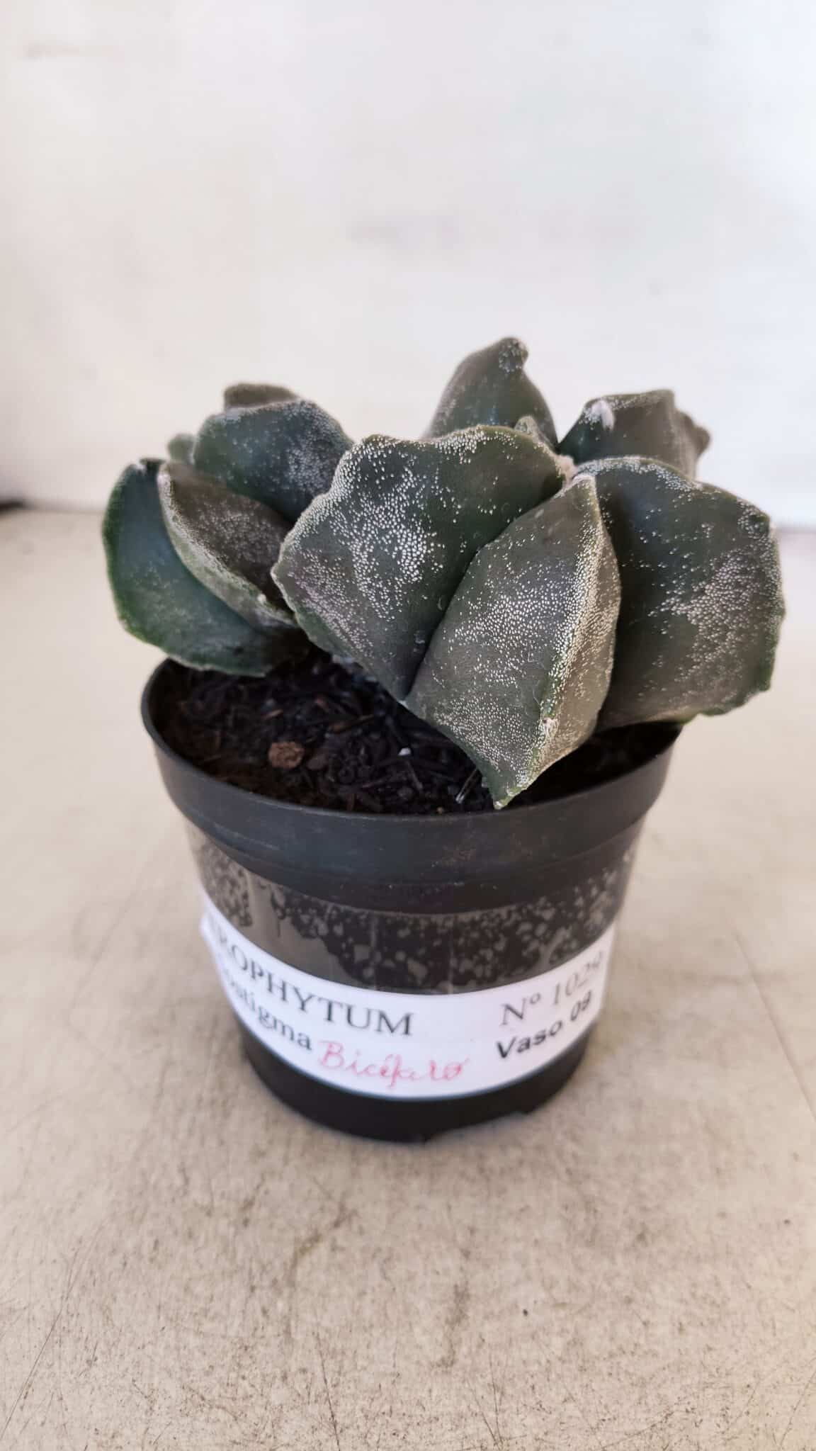 ASTROPHYTUM MYRIOSTIGMA "Bicéfalo" Nº 1029 – vaso 11