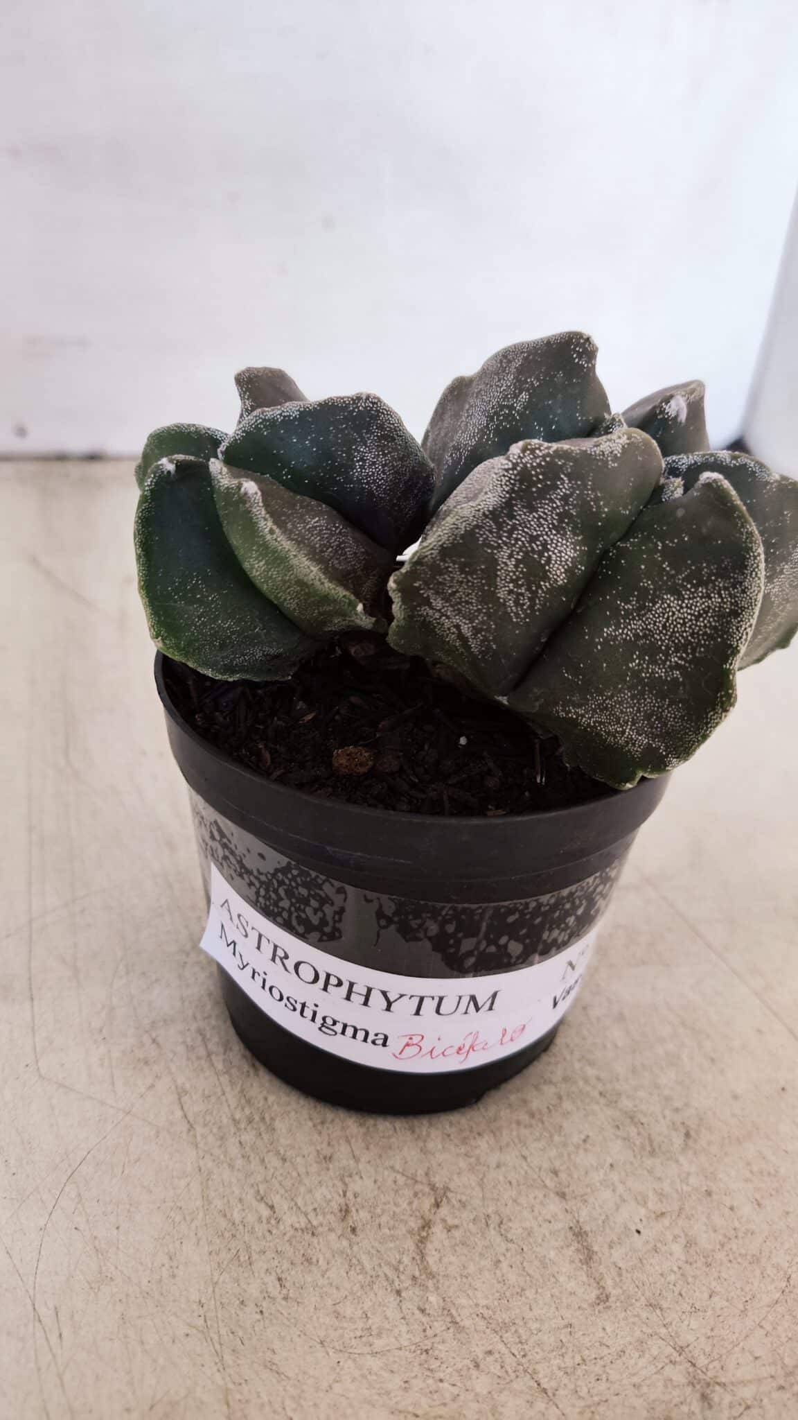 ASTROPHYTUM MYRIOSTIGMA "Bicéfalo" Nº 1029 – vaso 11