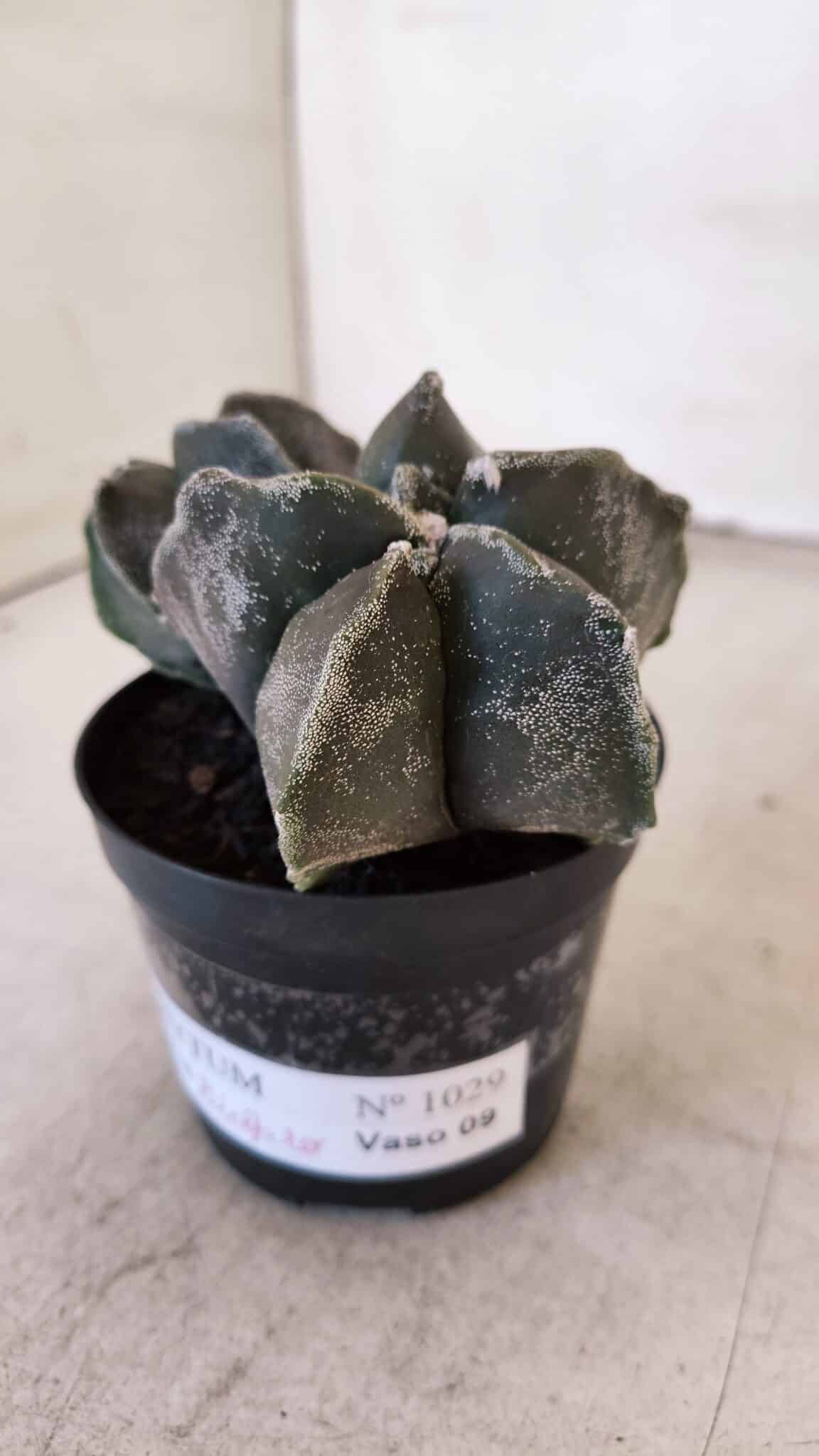 ASTROPHYTUM MYRIOSTIGMA "Bicéfalo" Nº 1029 – vaso 11