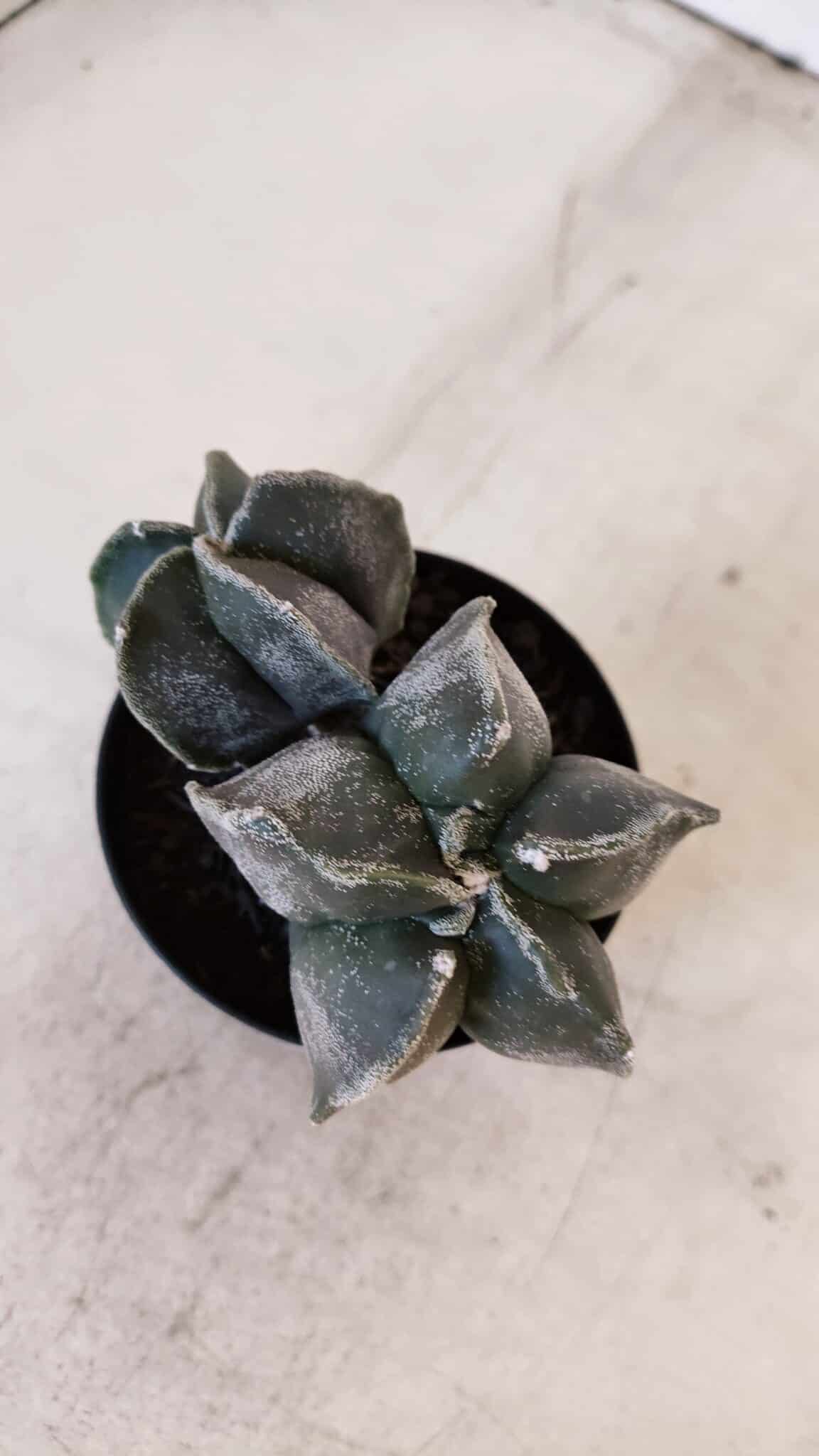 ASTROPHYTUM MYRIOSTIGMA "Bicéfalo" Nº 1029 – vaso 11