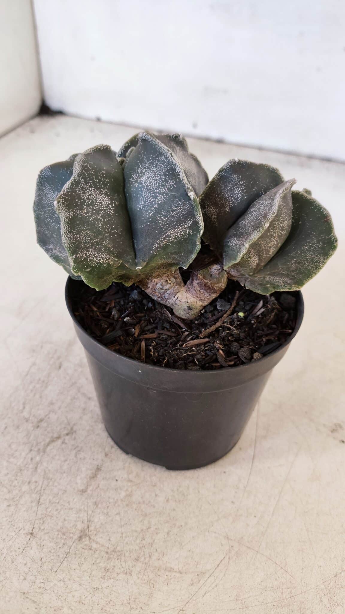 ASTROPHYTUM MYRIOSTIGMA "Bicéfalo" Nº 1029 – vaso 11
