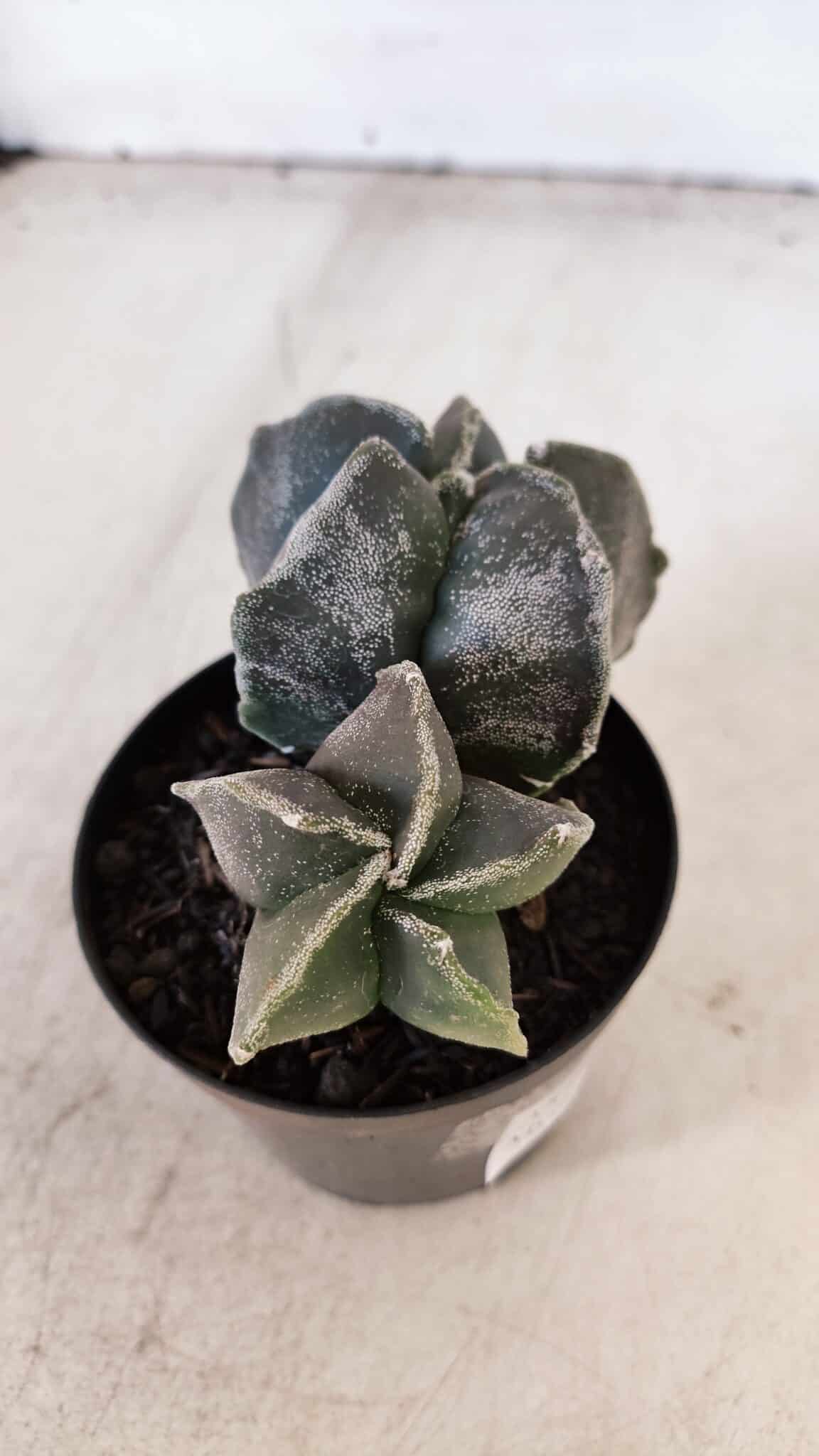 ASTROPHYTUM MYRIOSTIGMA "Bicéfalo" Nº 1029 – vaso 11