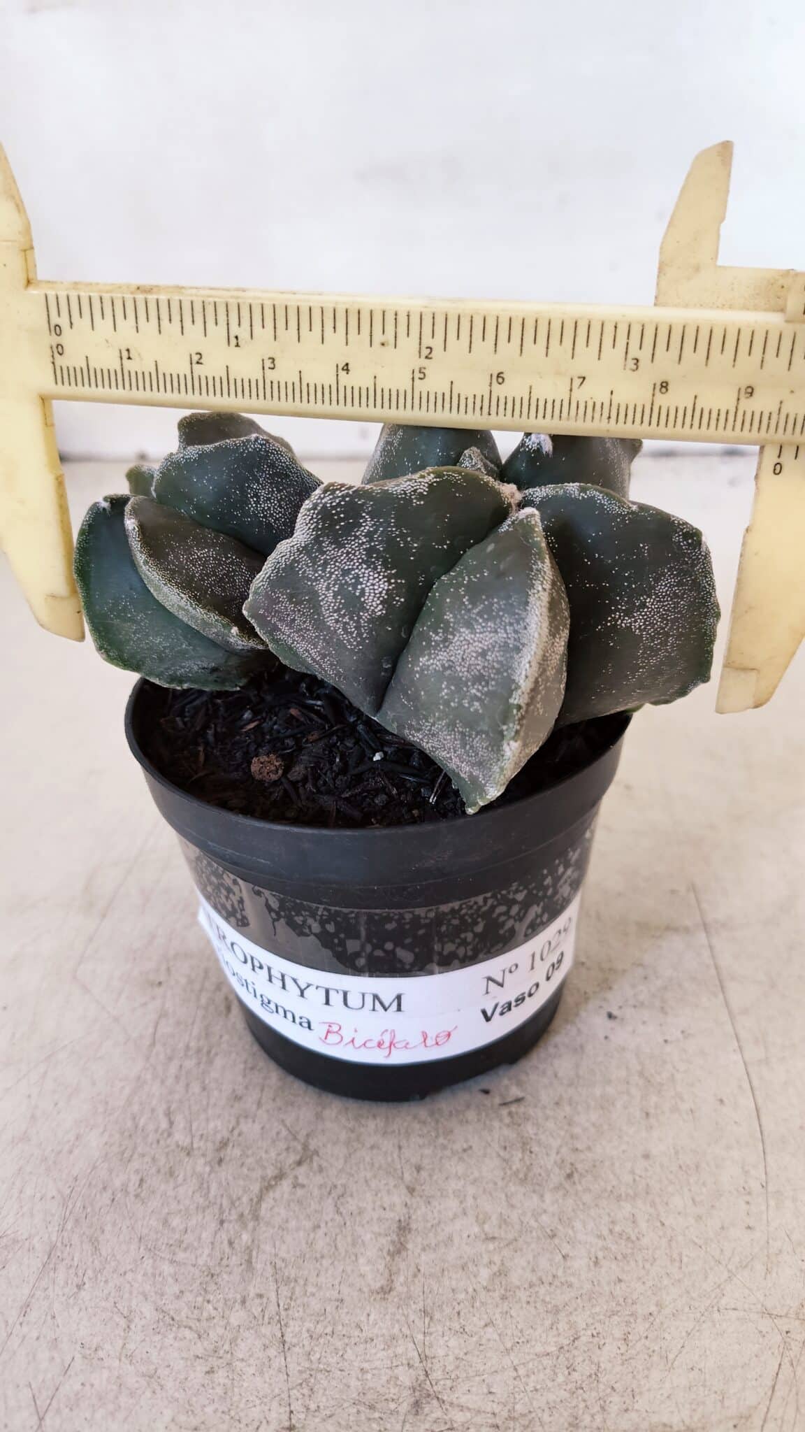 ASTROPHYTUM MYRIOSTIGMA "Bicéfalo" Nº 1029 – vaso 11