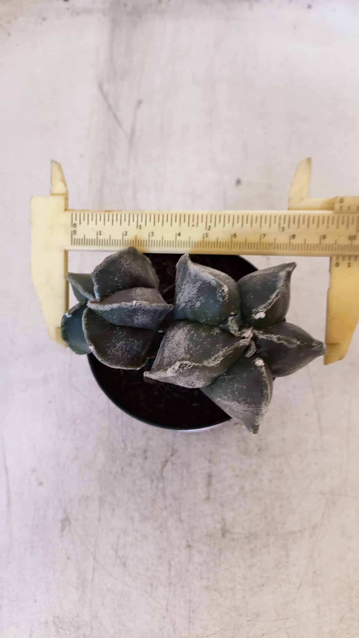ASTROPHYTUM MYRIOSTIGMA "Bicéfalo" Nº 1029 – vaso 11