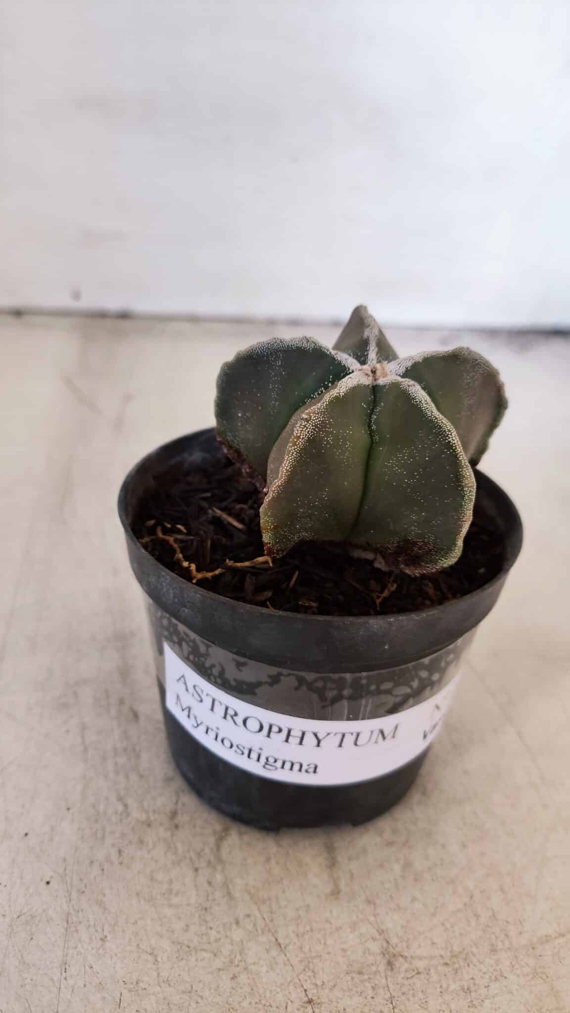 ASTROPHYTUM MYRIOSTIGMA Nº 1030 – vaso 11