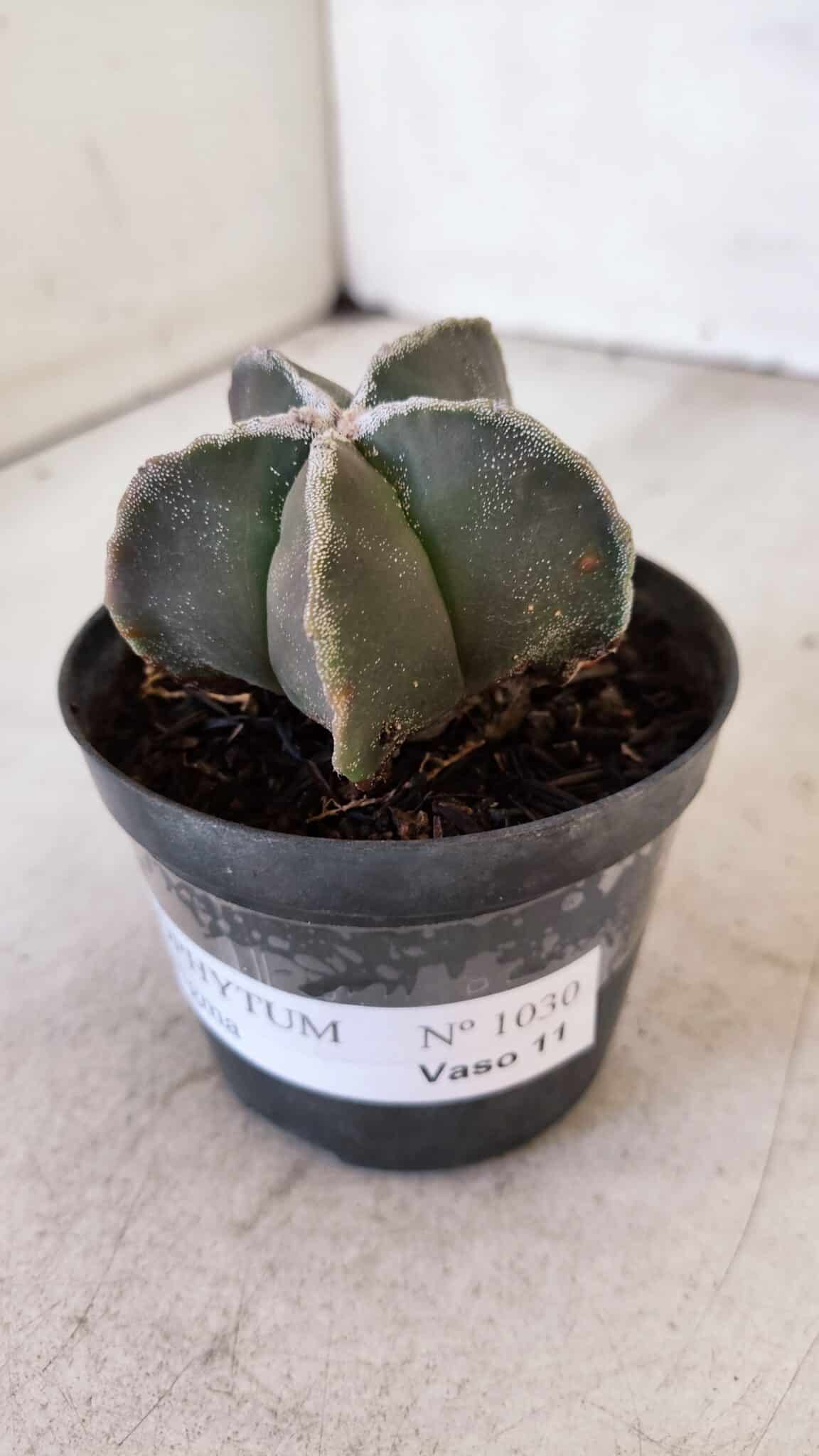 ASTROPHYTUM MYRIOSTIGMA Nº 1030 – vaso 11