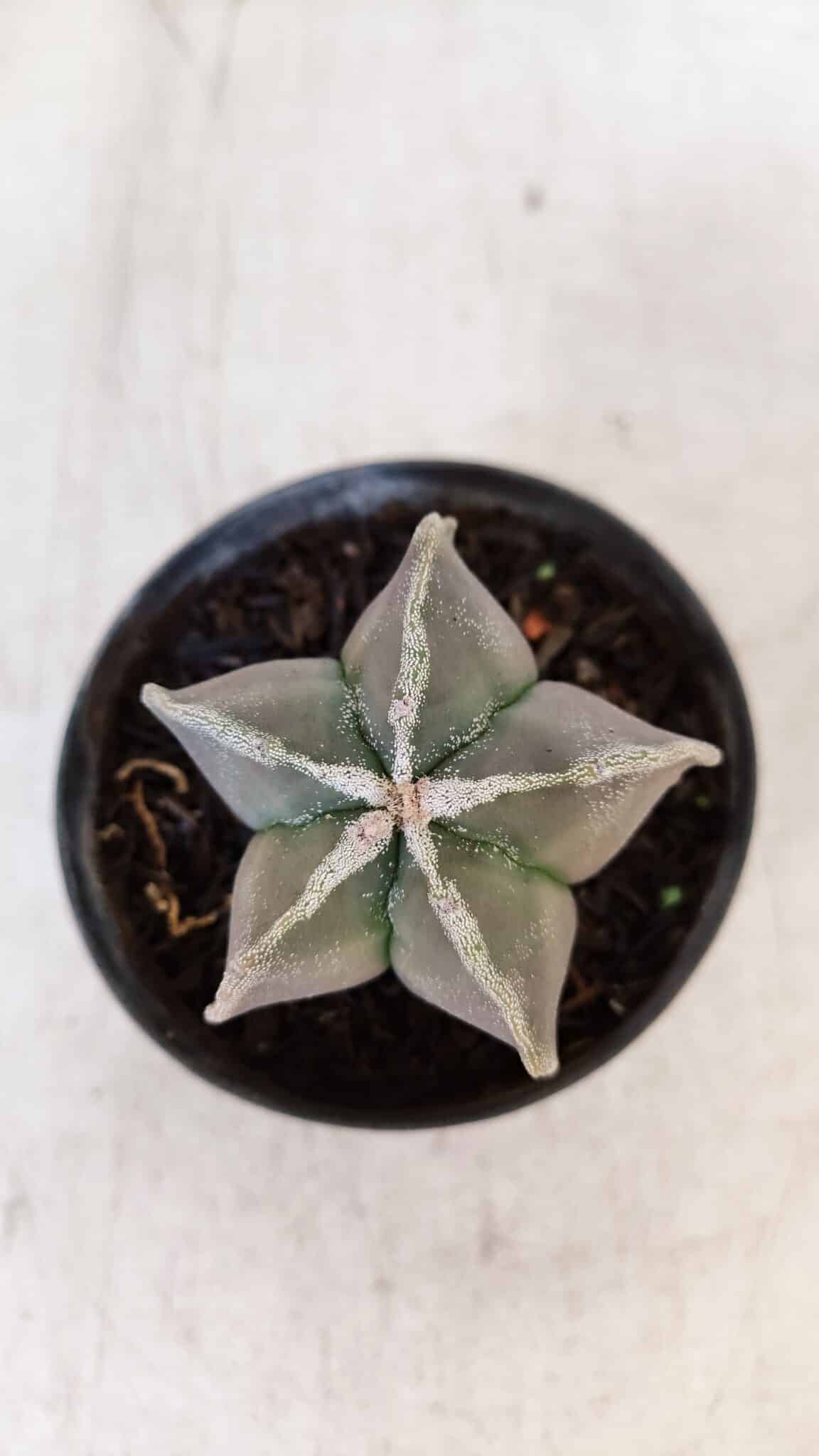 ASTROPHYTUM MYRIOSTIGMA Nº 1030 – vaso 11