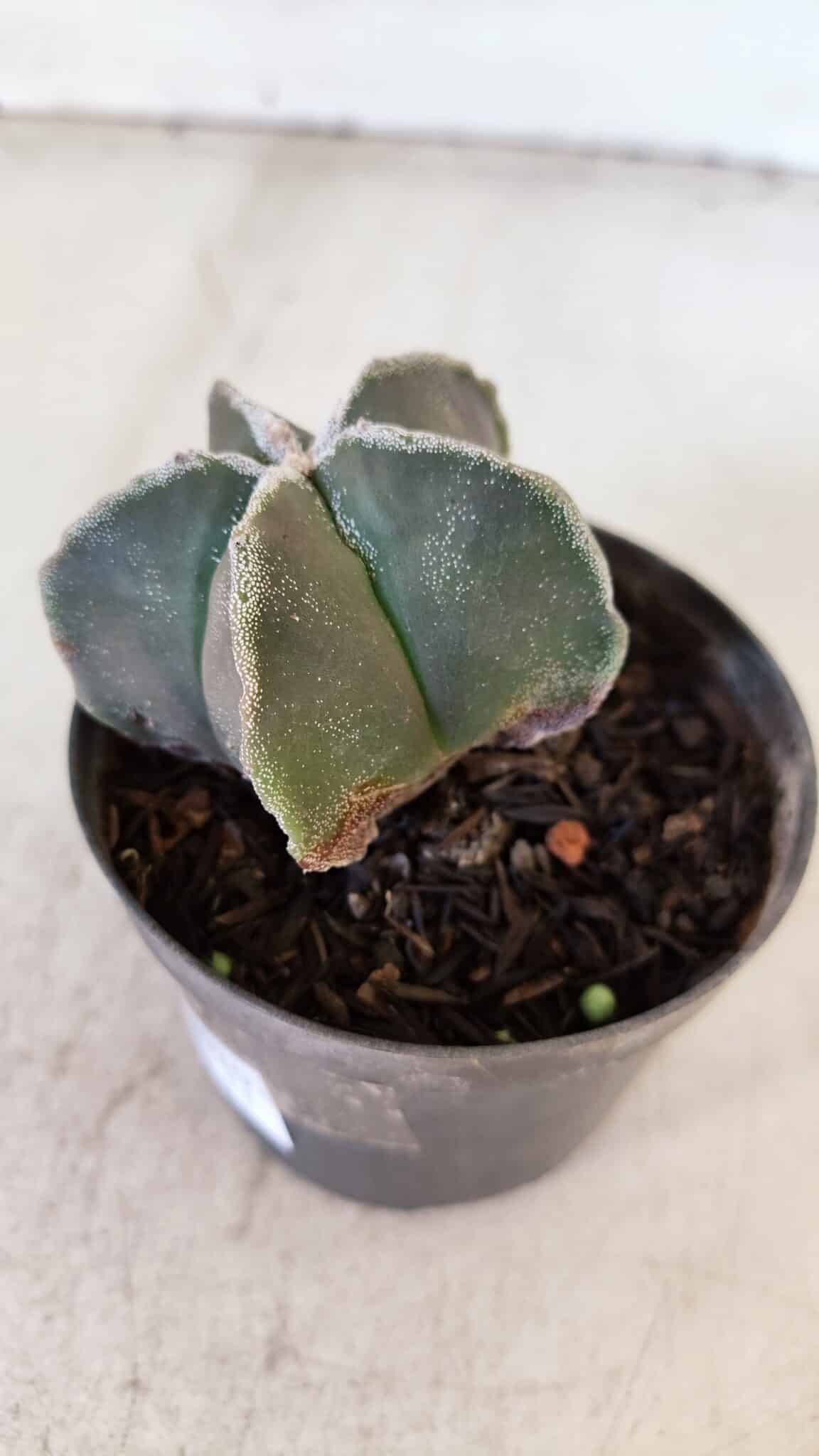 ASTROPHYTUM MYRIOSTIGMA Nº 1030 – vaso 11