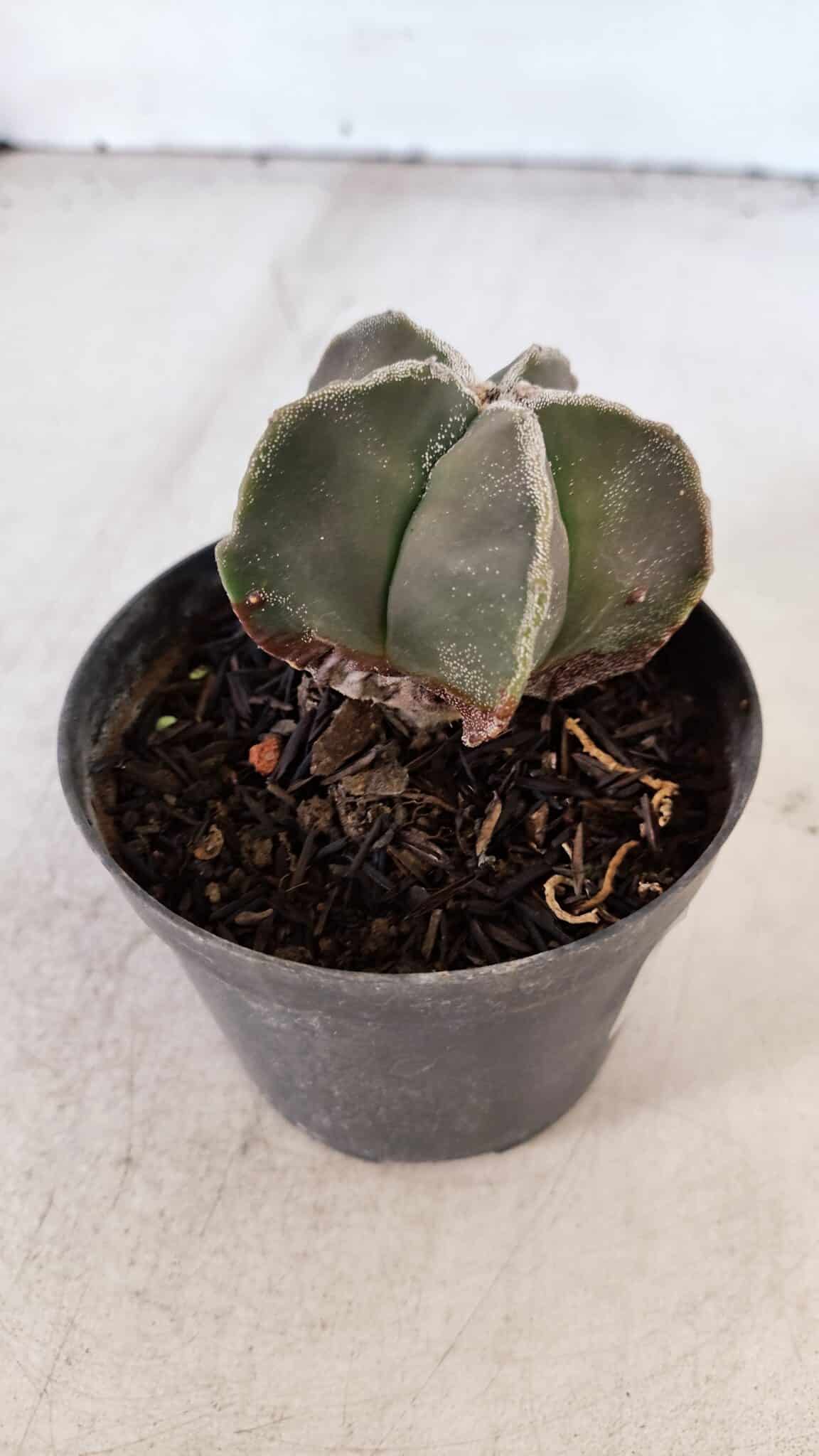 ASTROPHYTUM MYRIOSTIGMA Nº 1030 – vaso 11
