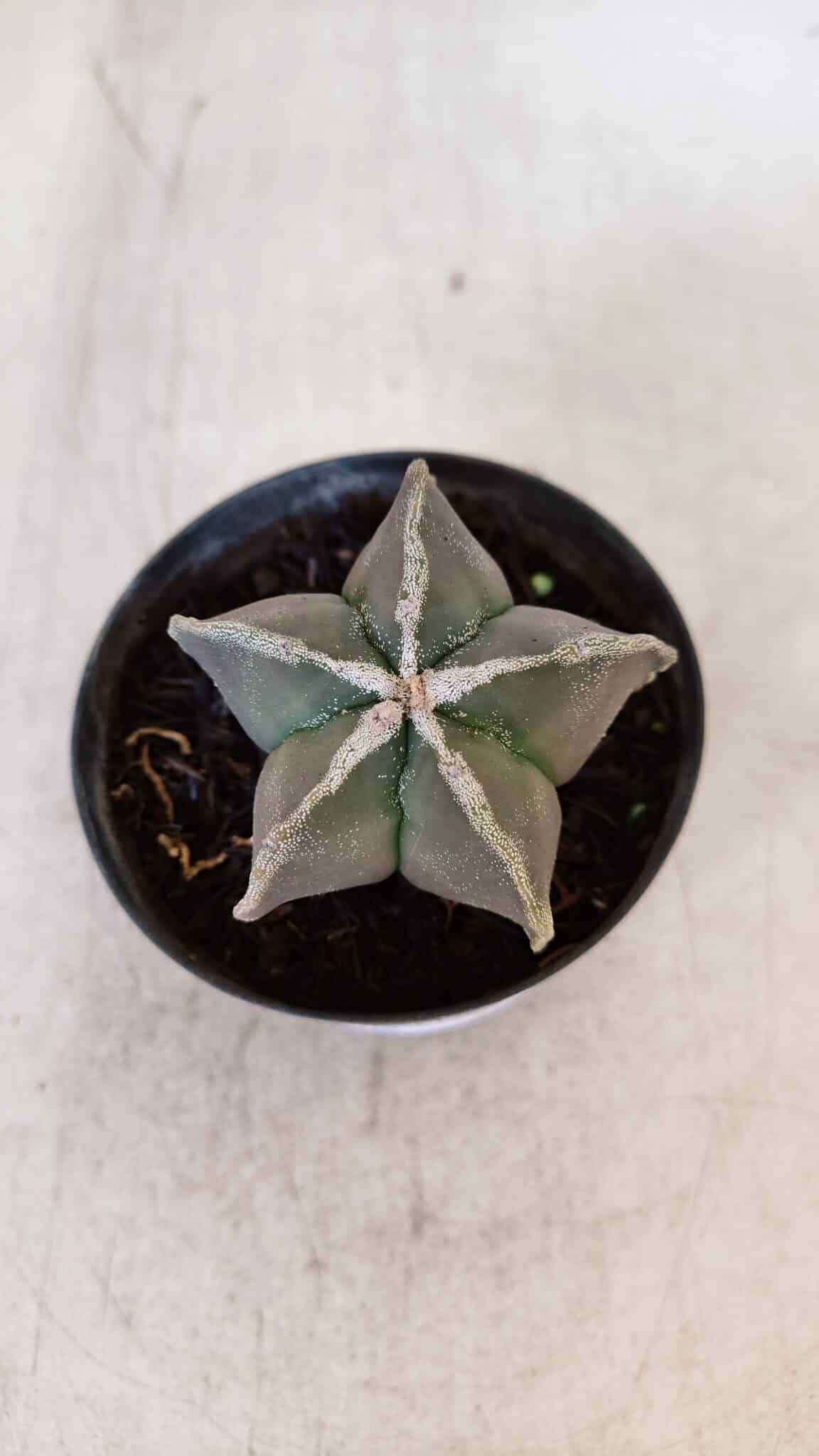ASTROPHYTUM MYRIOSTIGMA Nº 1030 – vaso 11