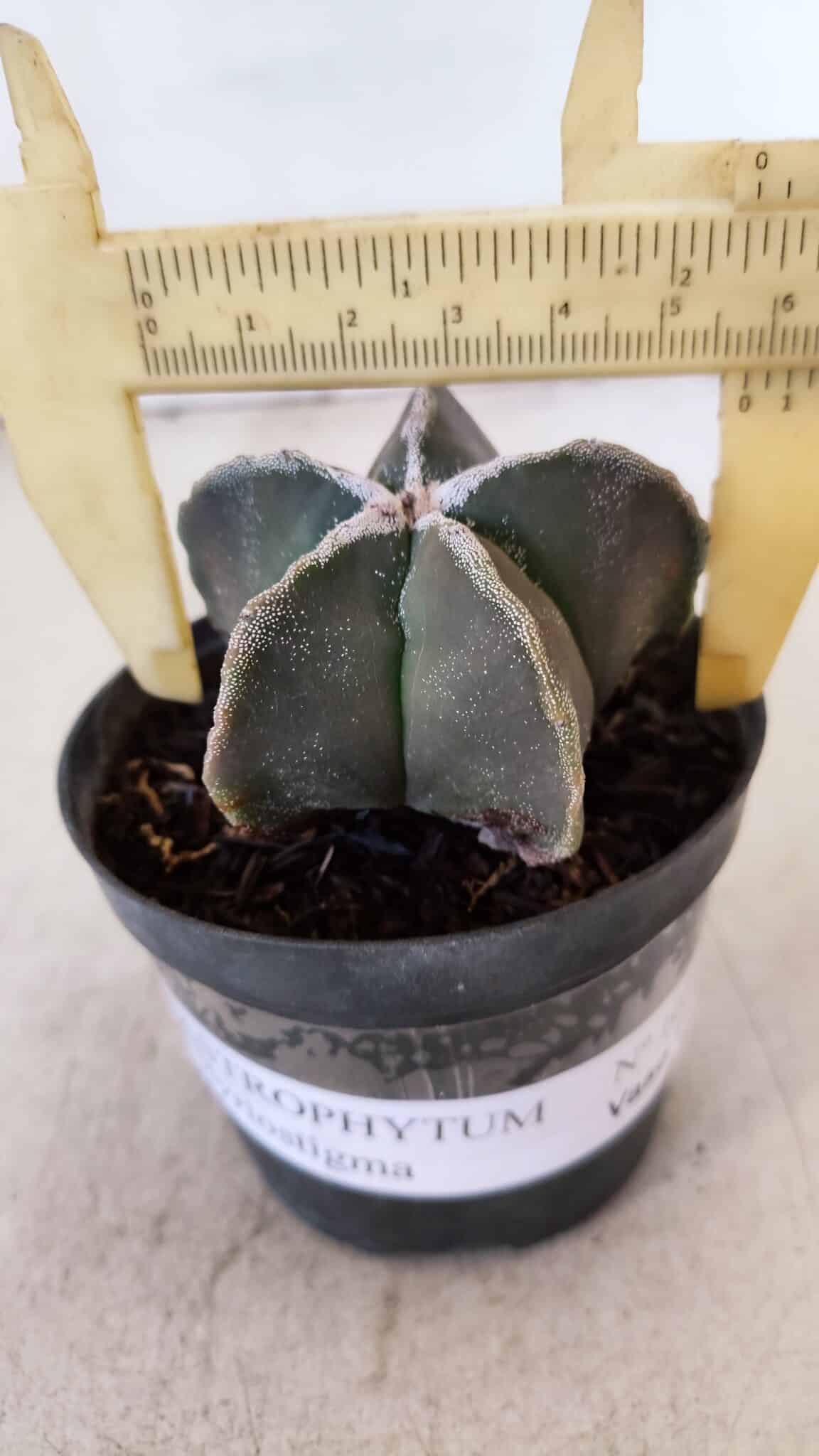 ASTROPHYTUM MYRIOSTIGMA Nº 1030 – vaso 11