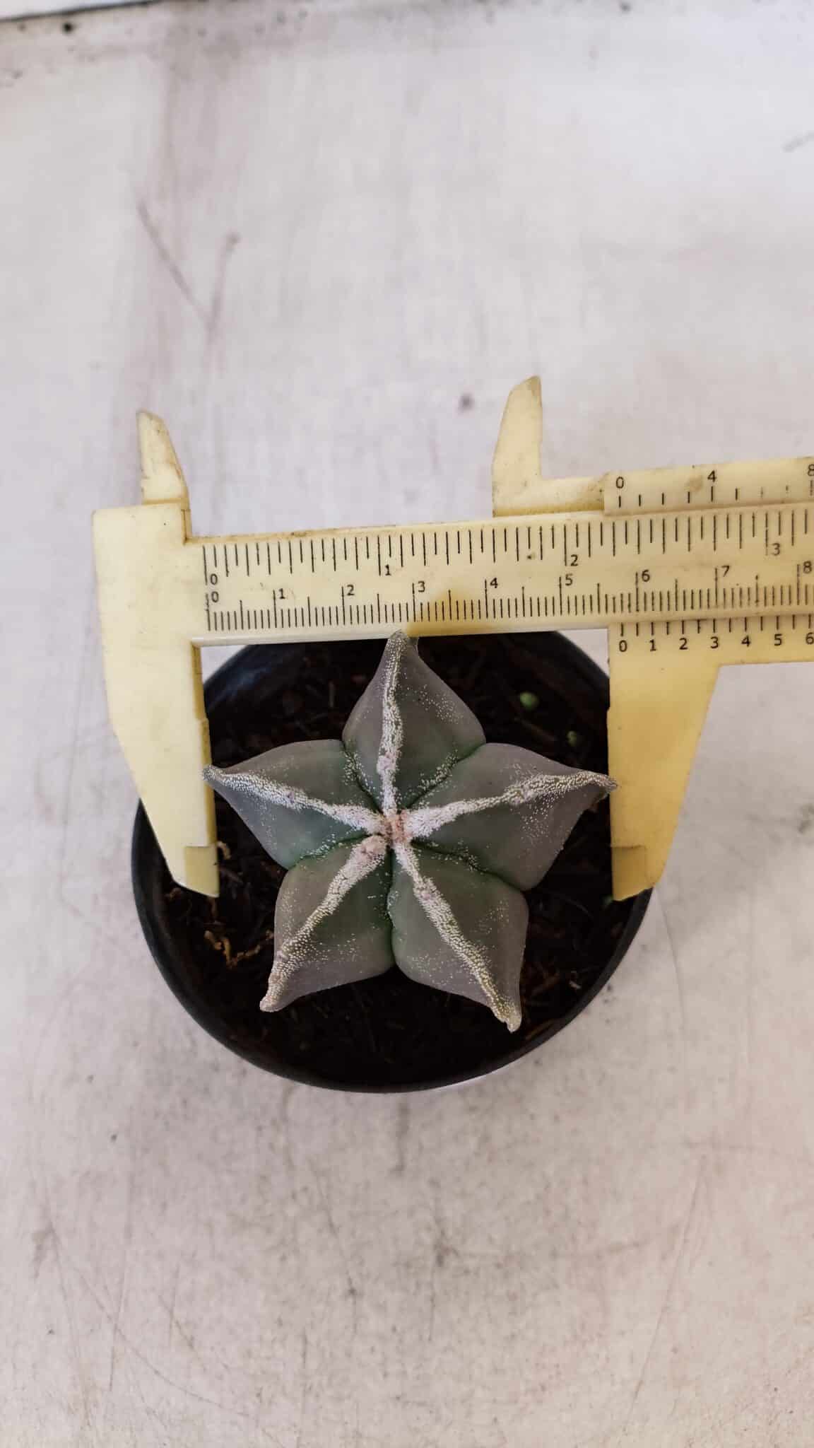ASTROPHYTUM MYRIOSTIGMA Nº 1030 – vaso 11