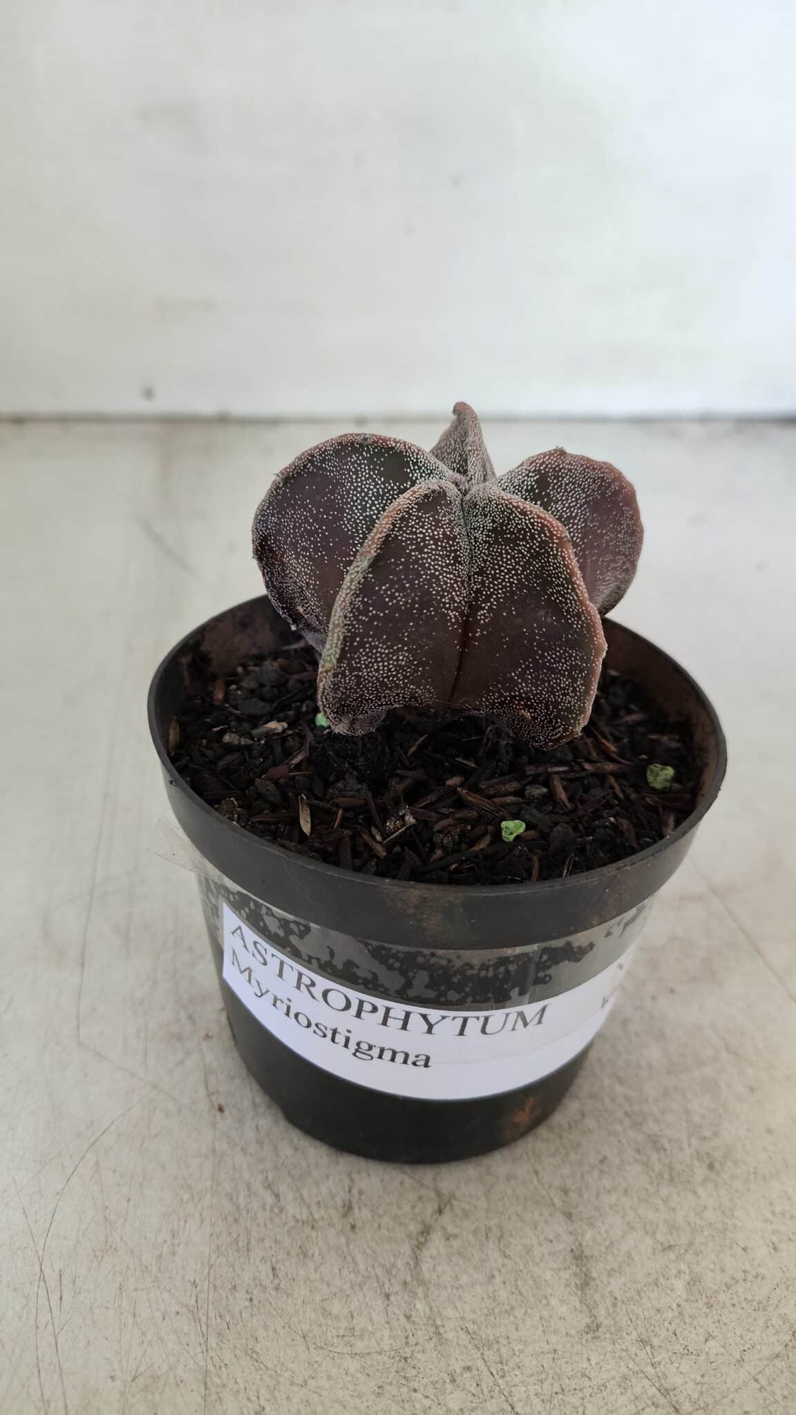 ASTROPHYTUM MYRIOSTIGMA Nº 1031 – vaso 09