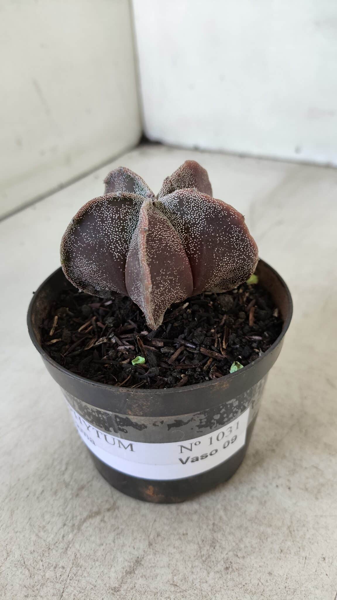 ASTROPHYTUM MYRIOSTIGMA Nº 1031 – vaso 09