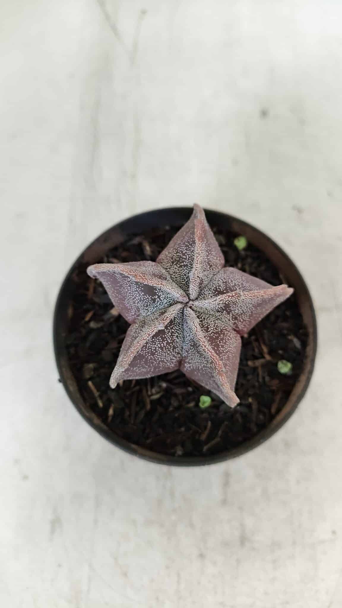 ASTROPHYTUM MYRIOSTIGMA Nº 1031 – vaso 09