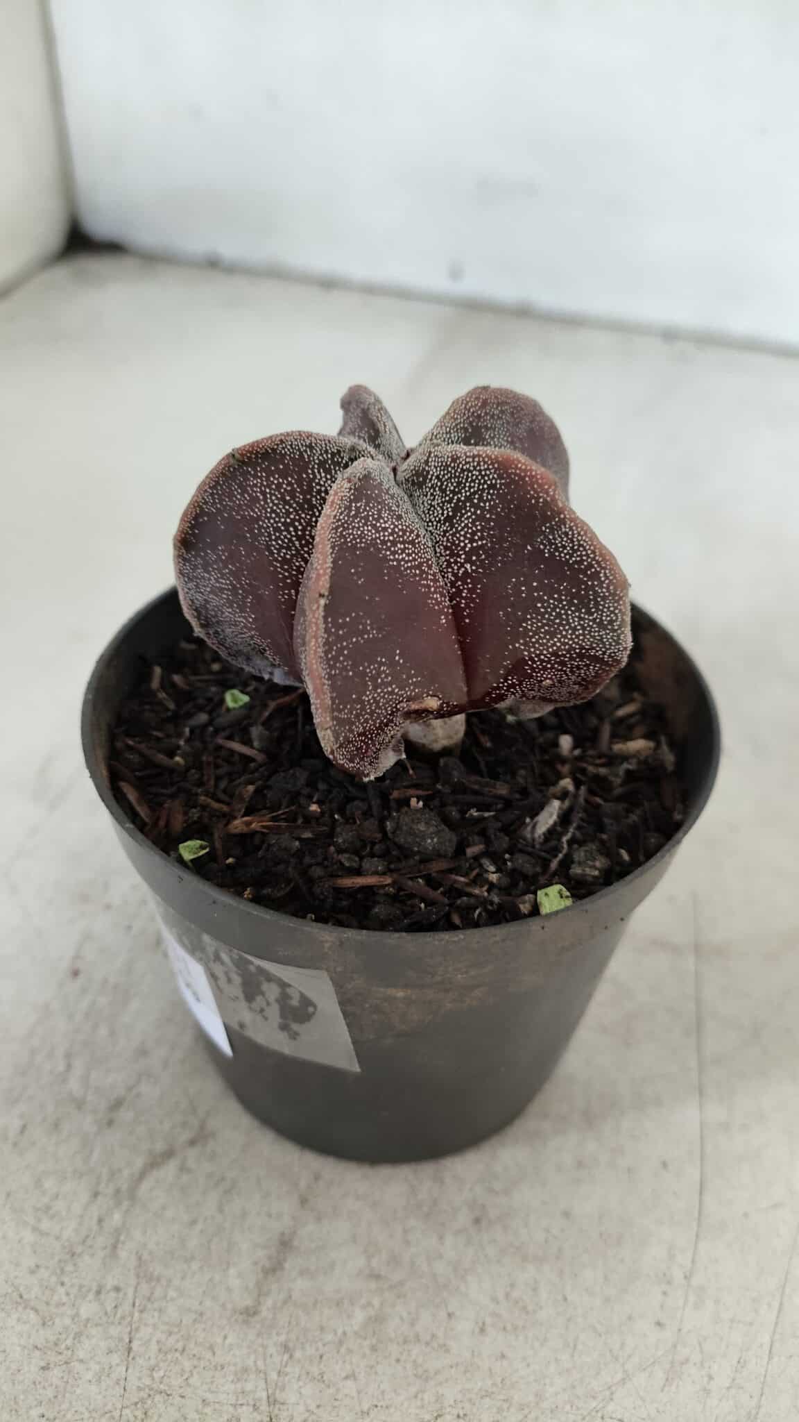 ASTROPHYTUM MYRIOSTIGMA Nº 1031 – vaso 09