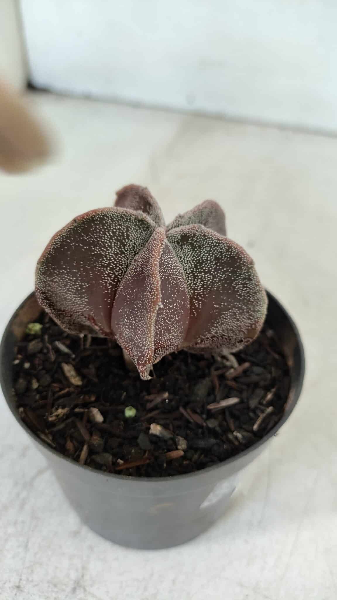 ASTROPHYTUM MYRIOSTIGMA Nº 1031 – vaso 09