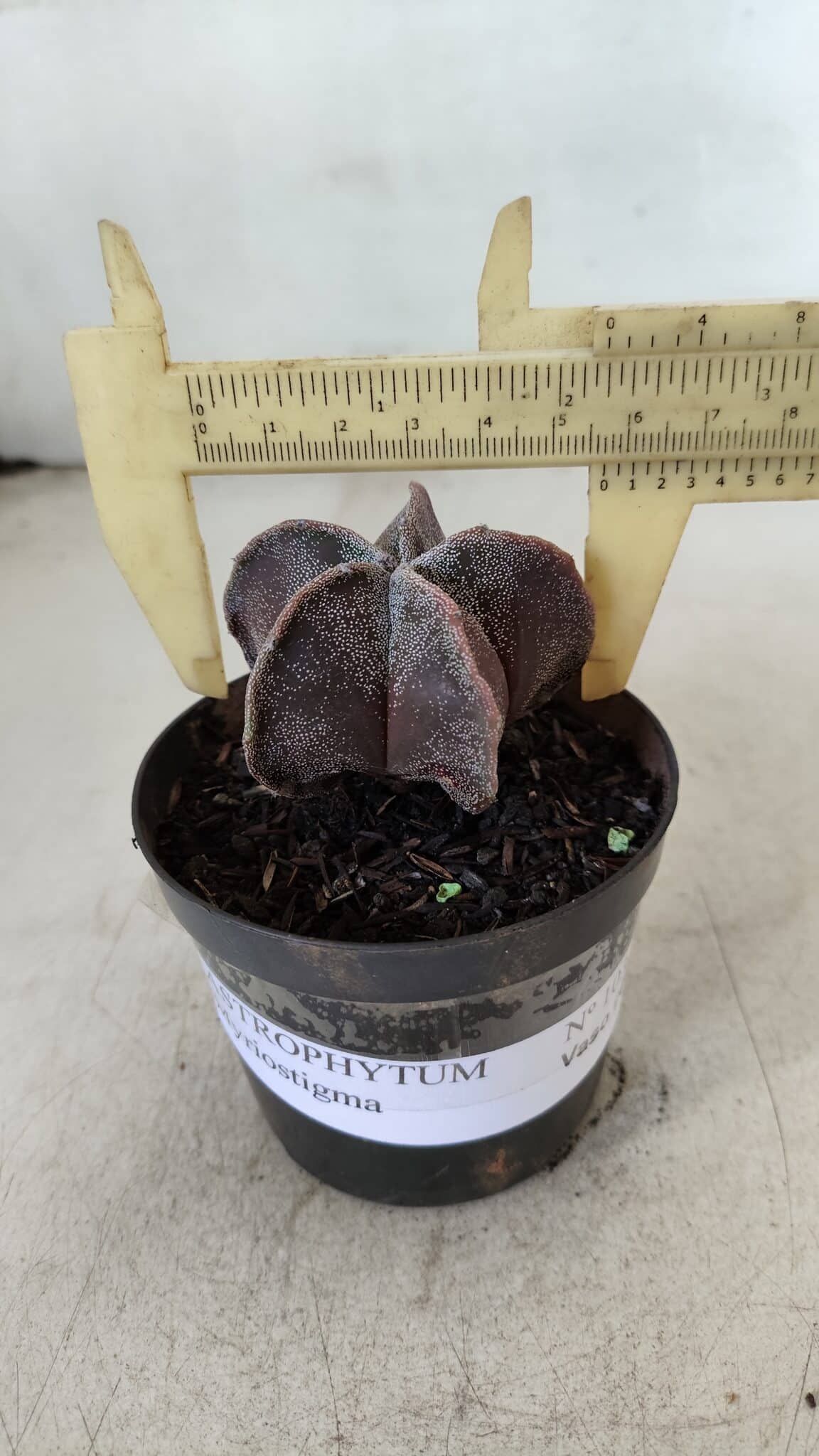ASTROPHYTUM MYRIOSTIGMA Nº 1031 – vaso 09