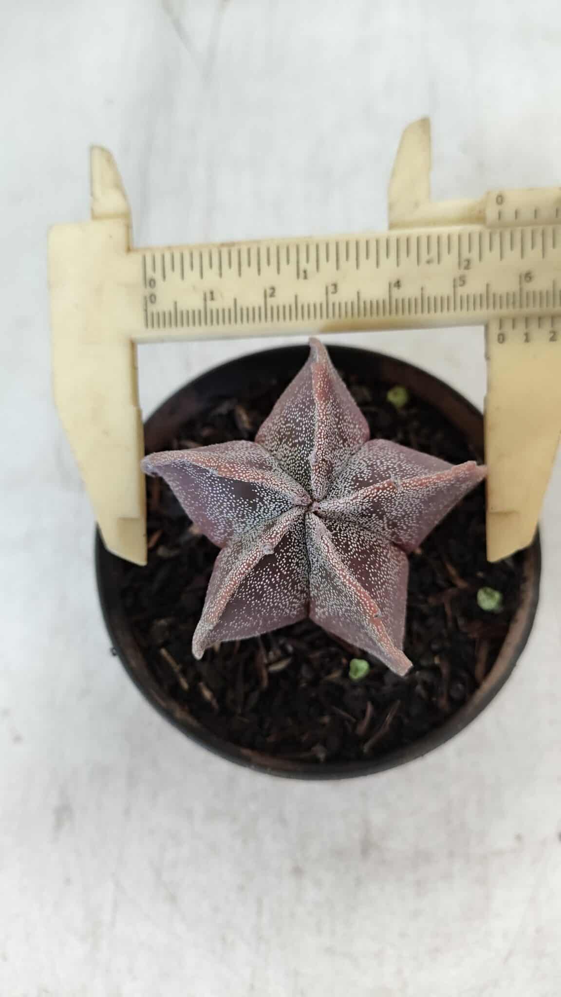 ASTROPHYTUM MYRIOSTIGMA Nº 1031 – vaso 09