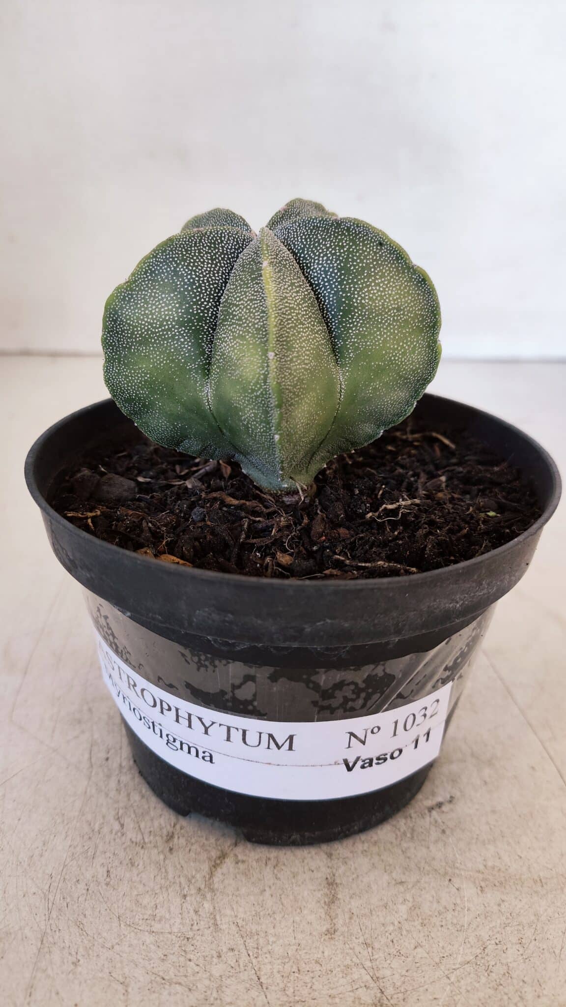 ASTROPHYTUM MYRIOSTIGMA Nº 1032 – vaso 11