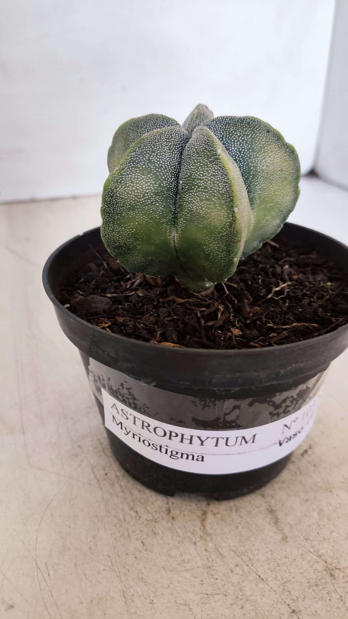 ASTROPHYTUM MYRIOSTIGMA Nº 1032 – vaso 11