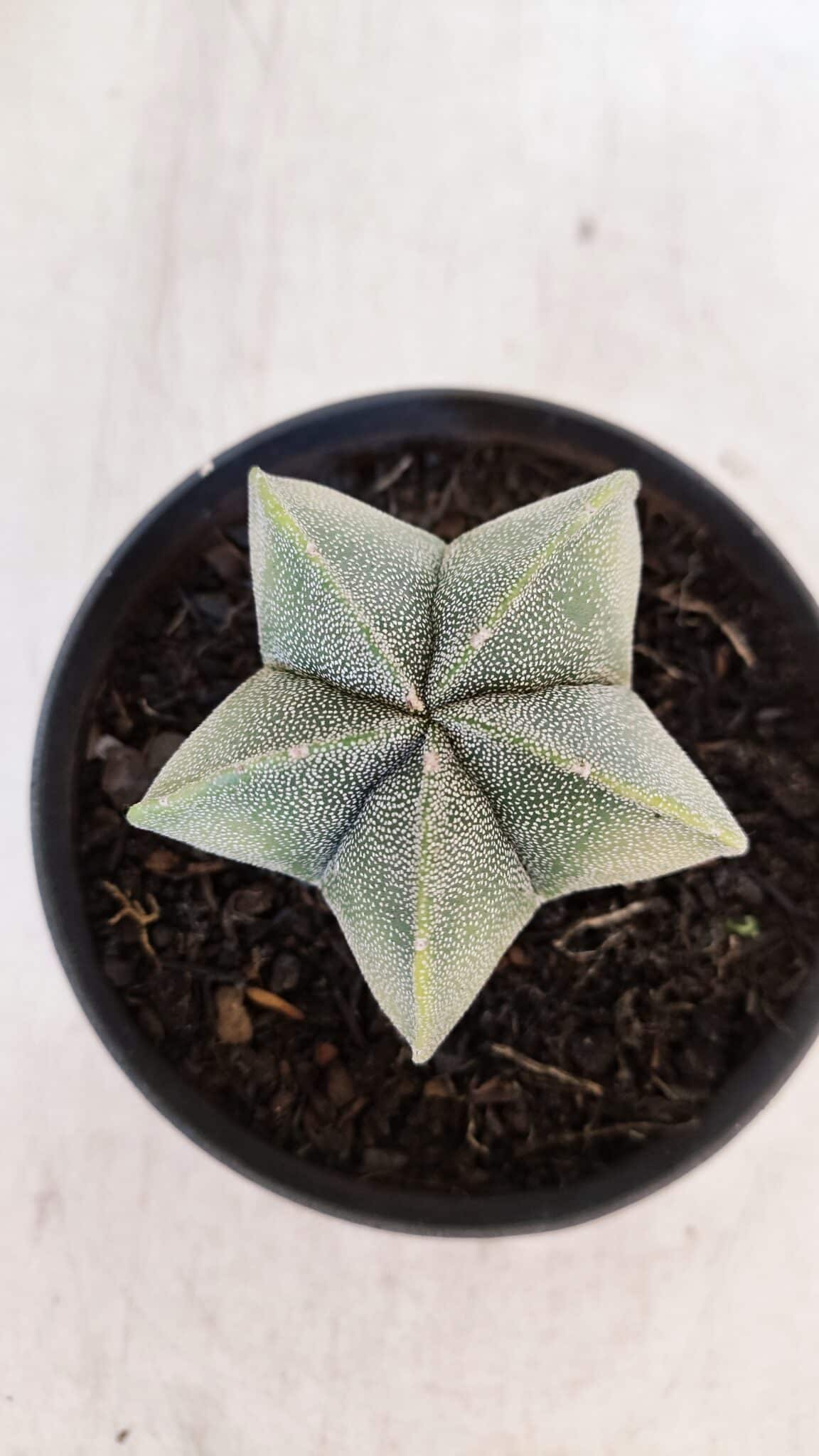 ASTROPHYTUM MYRIOSTIGMA Nº 1032 – vaso 11