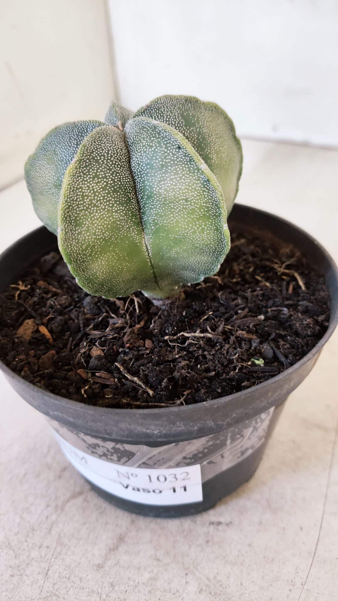 ASTROPHYTUM MYRIOSTIGMA Nº 1032 – vaso 11