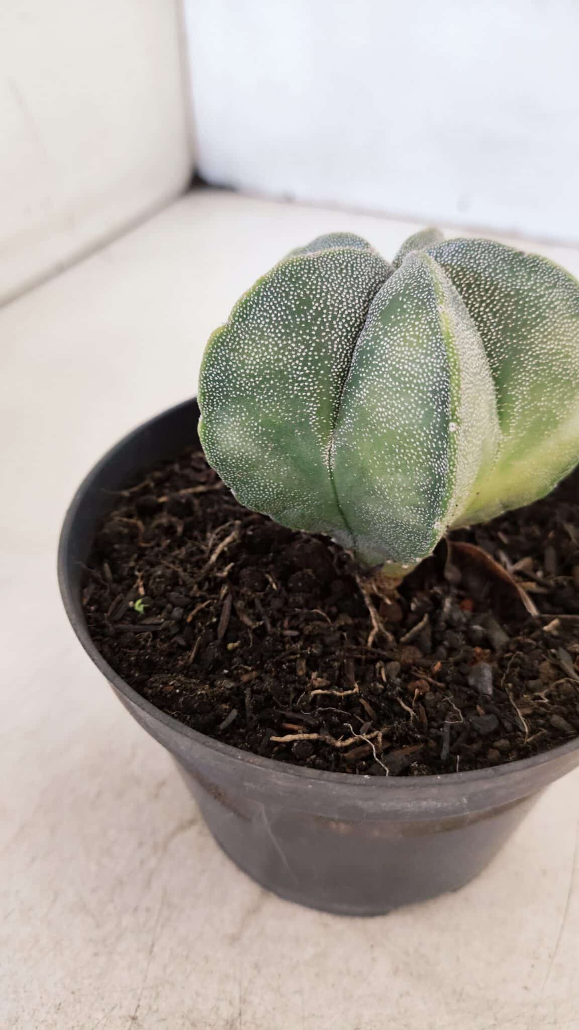 ASTROPHYTUM MYRIOSTIGMA Nº 1032 – vaso 11