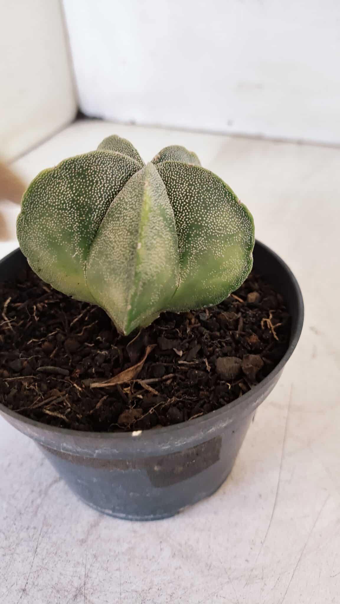 ASTROPHYTUM MYRIOSTIGMA Nº 1032 – vaso 11