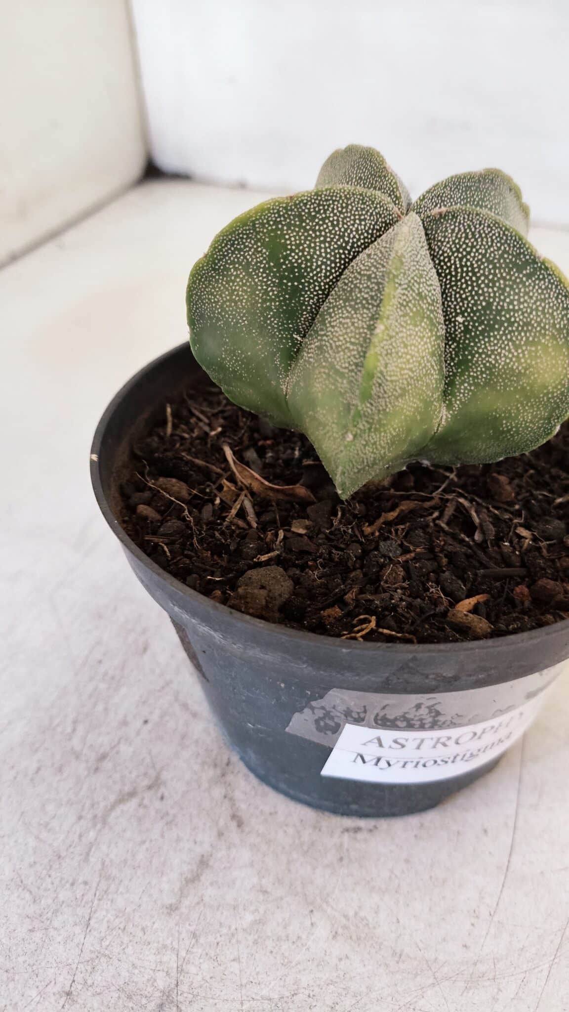 ASTROPHYTUM MYRIOSTIGMA Nº 1032 – vaso 11
