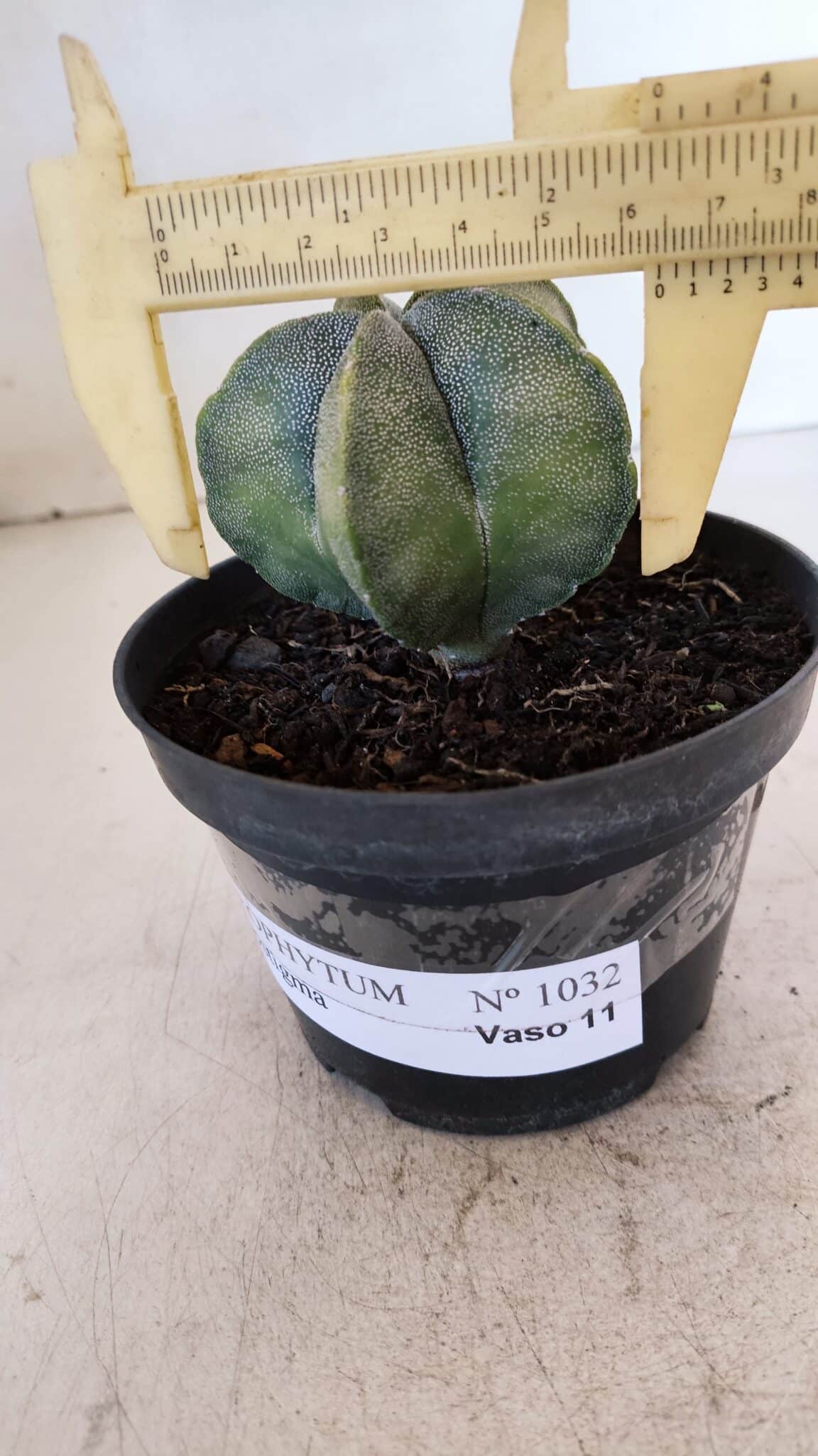 ASTROPHYTUM MYRIOSTIGMA Nº 1032 – vaso 11
