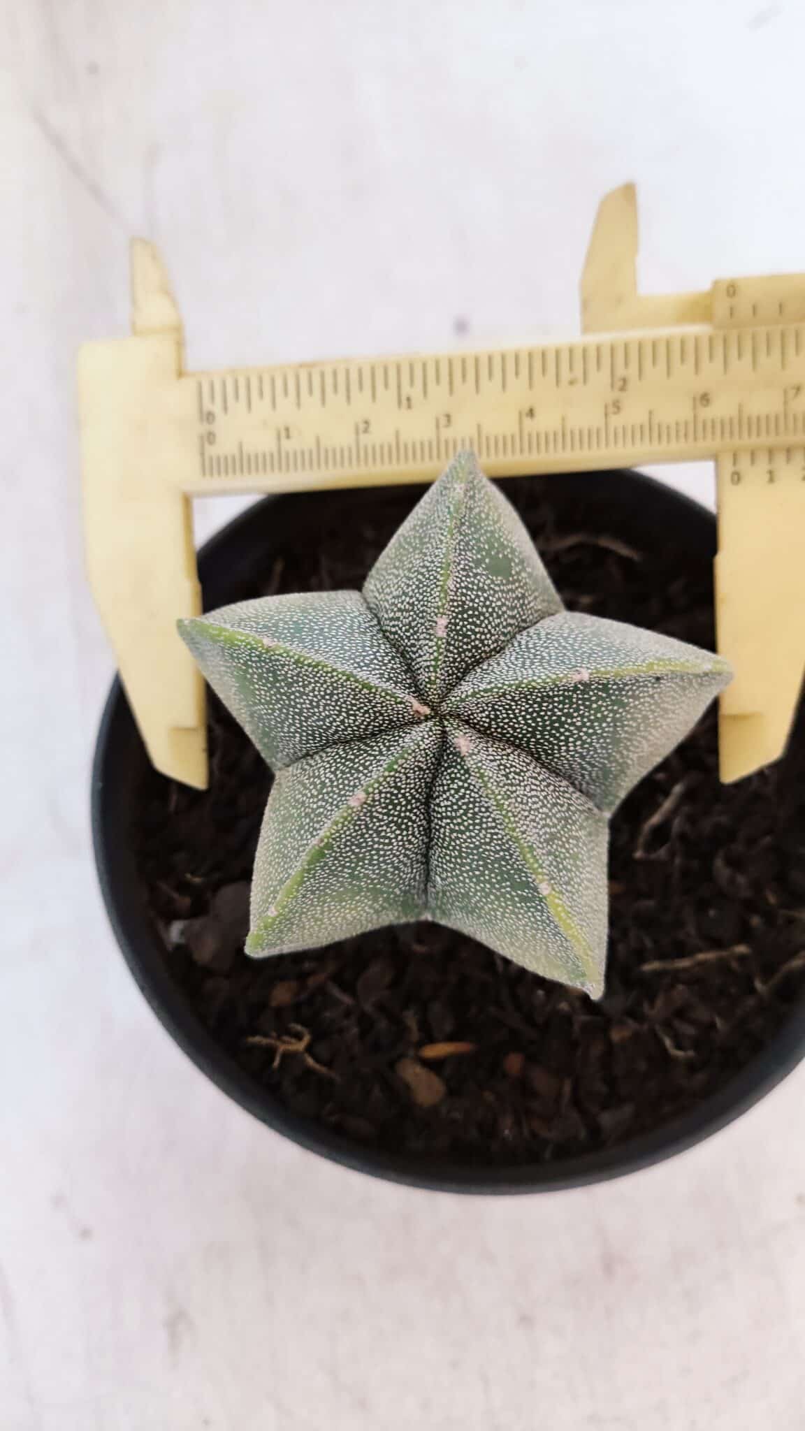 ASTROPHYTUM MYRIOSTIGMA Nº 1032 – vaso 11