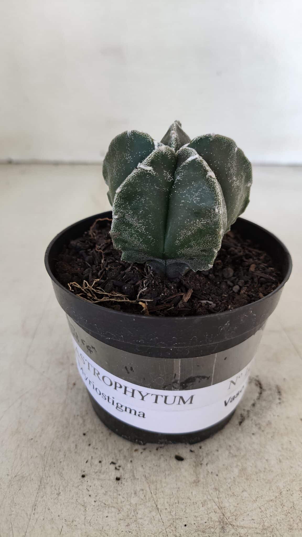 ASTROPHYTUM MYRIOSTIGMA Nº 1033 – vaso 09