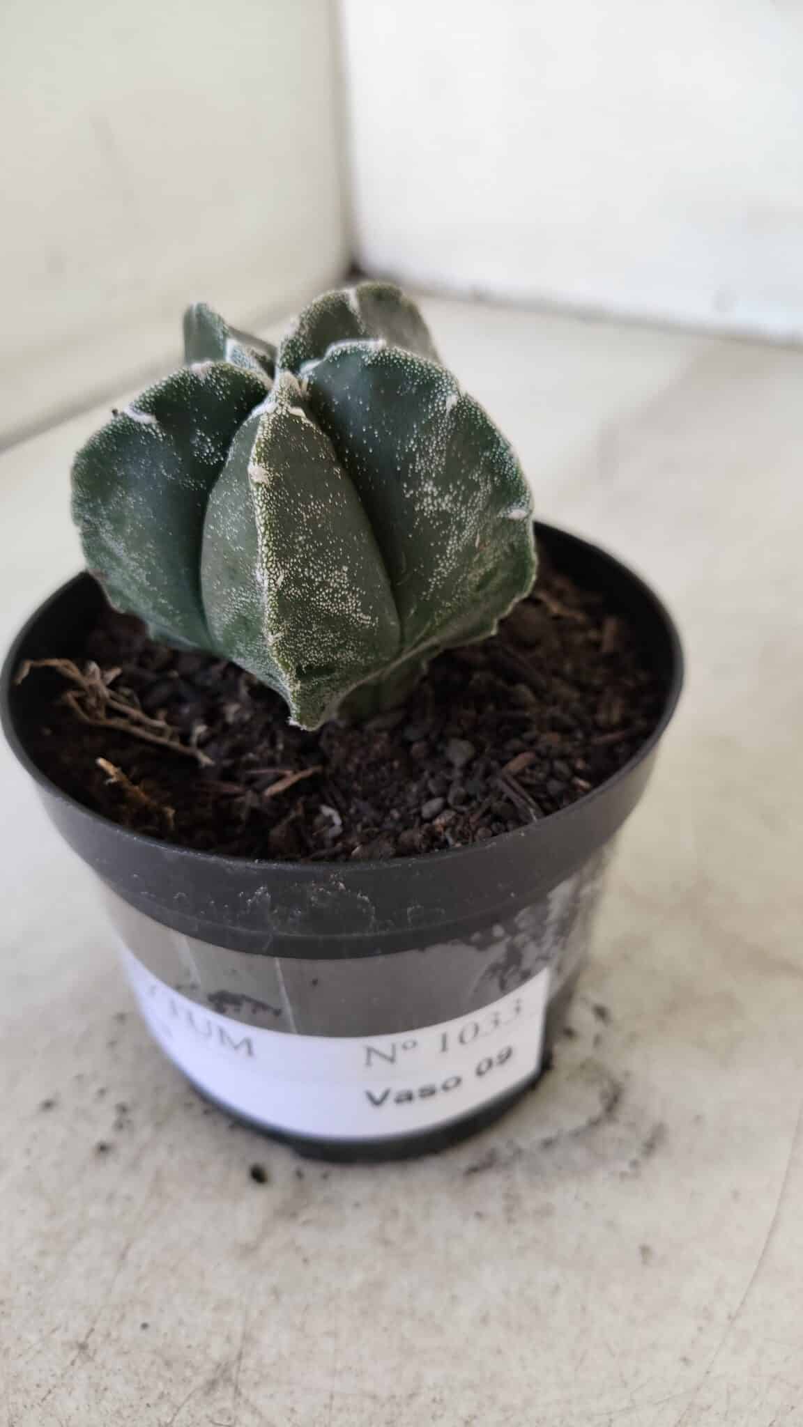 ASTROPHYTUM MYRIOSTIGMA Nº 1033 – vaso 09