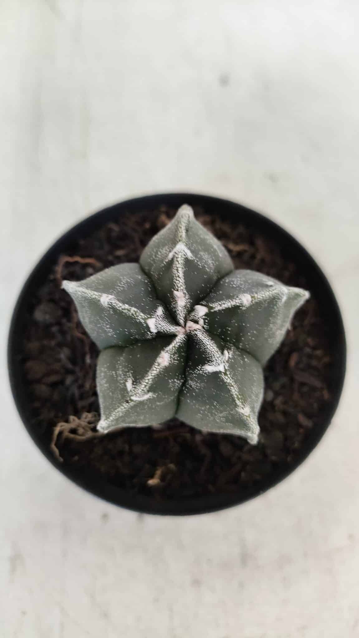 ASTROPHYTUM MYRIOSTIGMA Nº 1033 – vaso 09