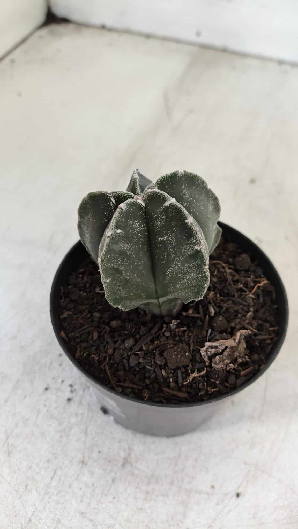 ASTROPHYTUM MYRIOSTIGMA Nº 1033 – vaso 09