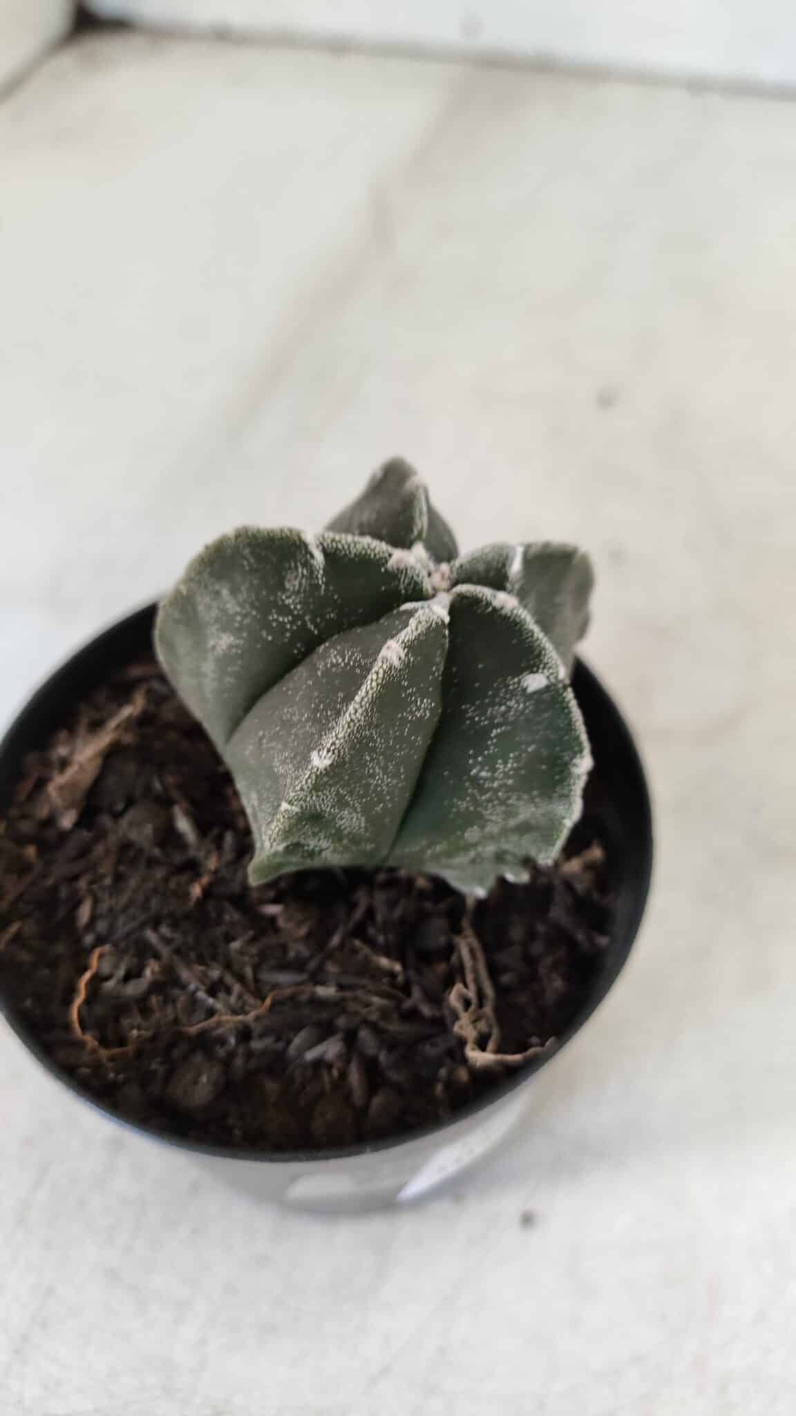 ASTROPHYTUM MYRIOSTIGMA Nº 1033 – vaso 09