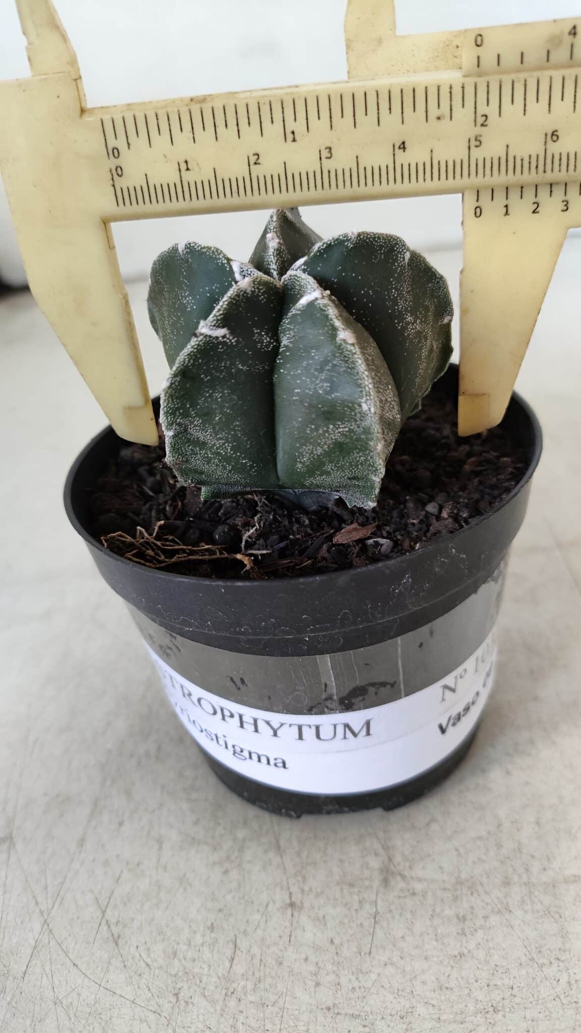 ASTROPHYTUM MYRIOSTIGMA Nº 1033 – vaso 09