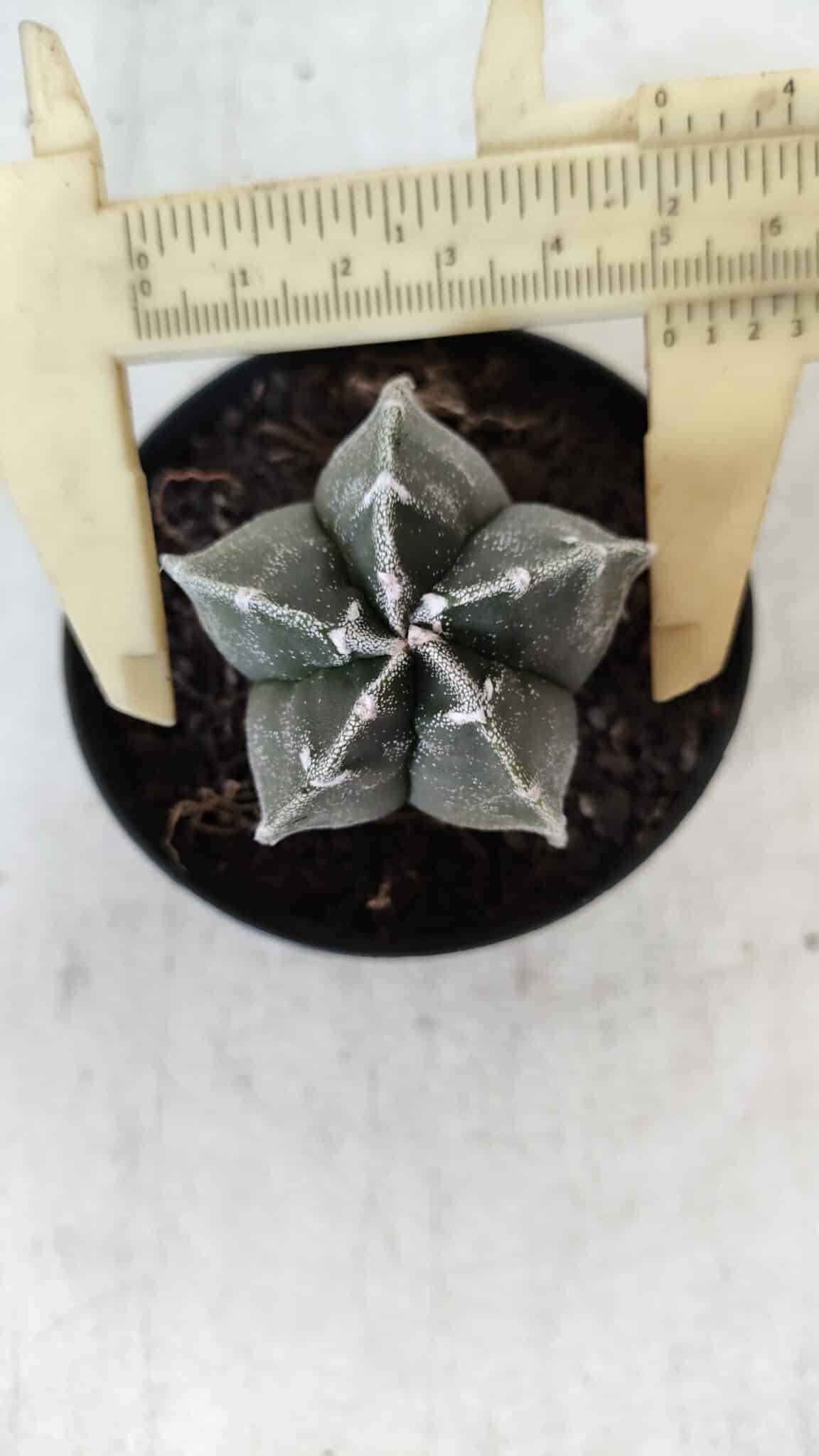 ASTROPHYTUM MYRIOSTIGMA Nº 1033 – vaso 09