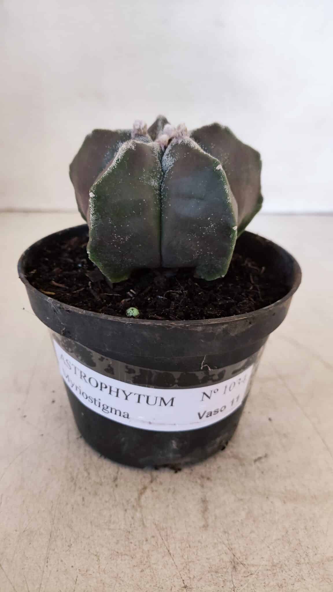 ASTROPHYTUM MYRIOSTIGMA Nº 1034 – vaso 11